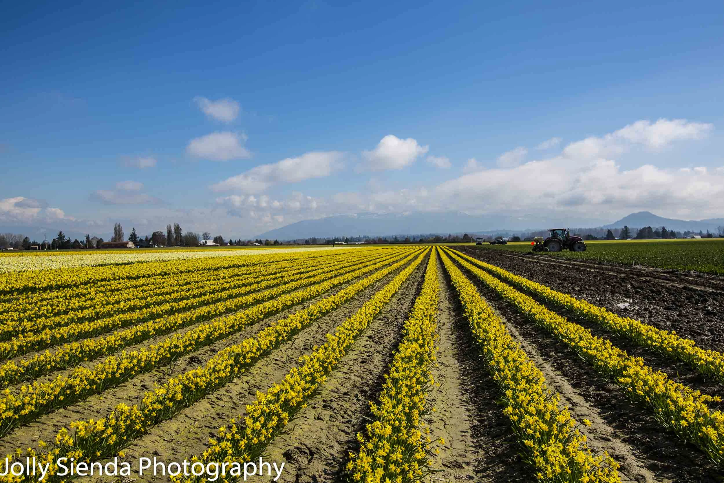 Long rows of daffodils in a field and tractors