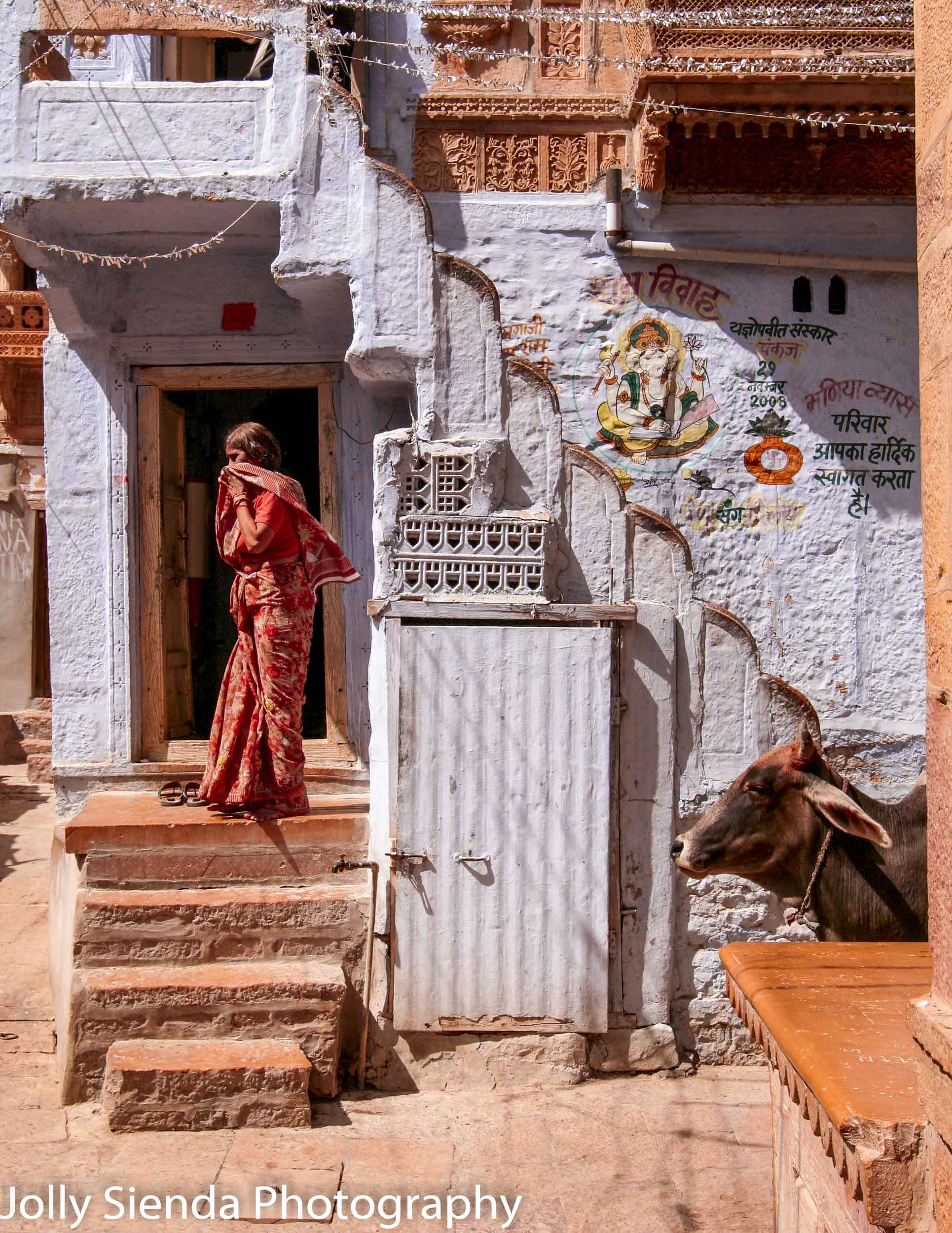 Looking for something - woman in a saris and a cow