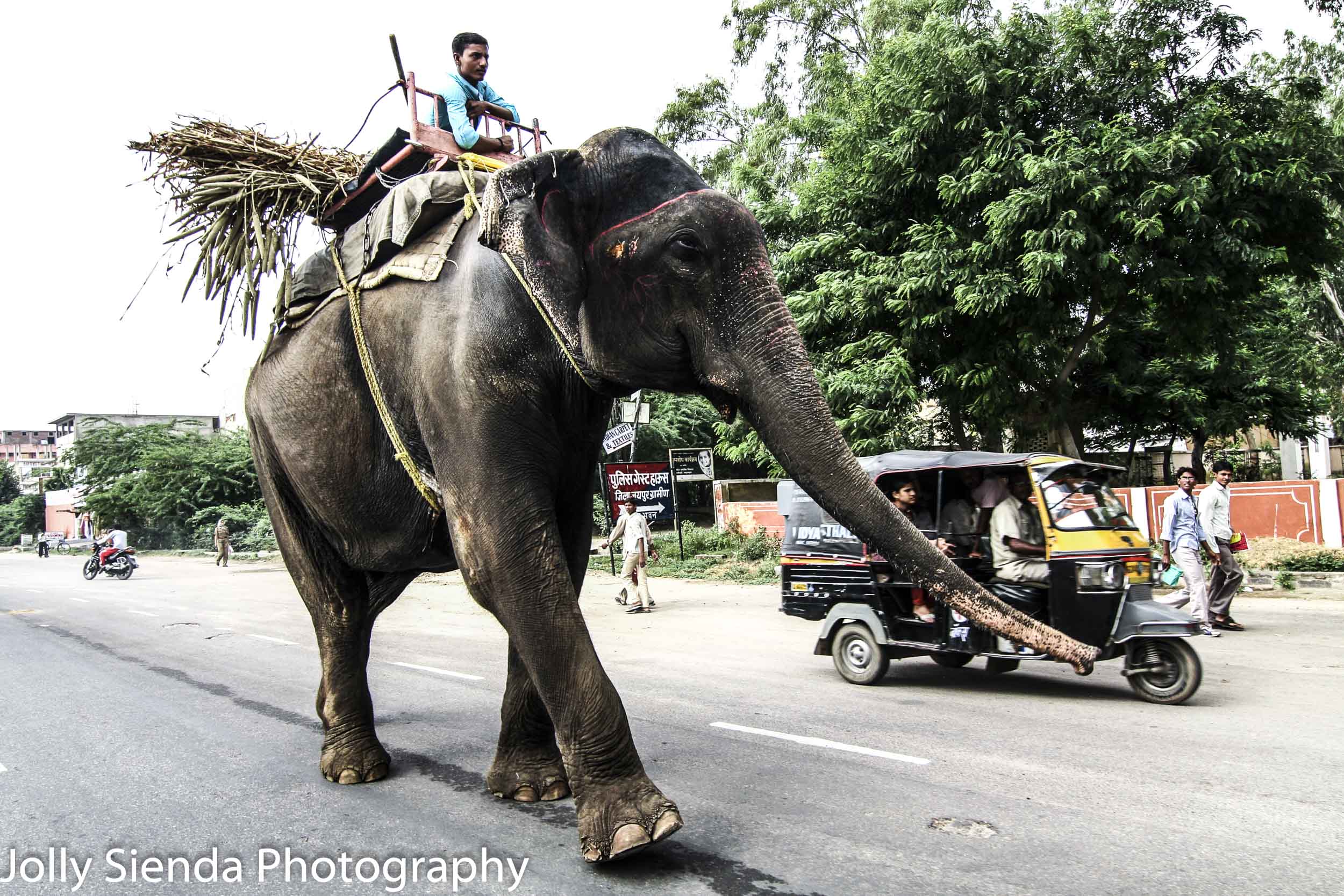 Man rides elephant along side a Tuk Tuk