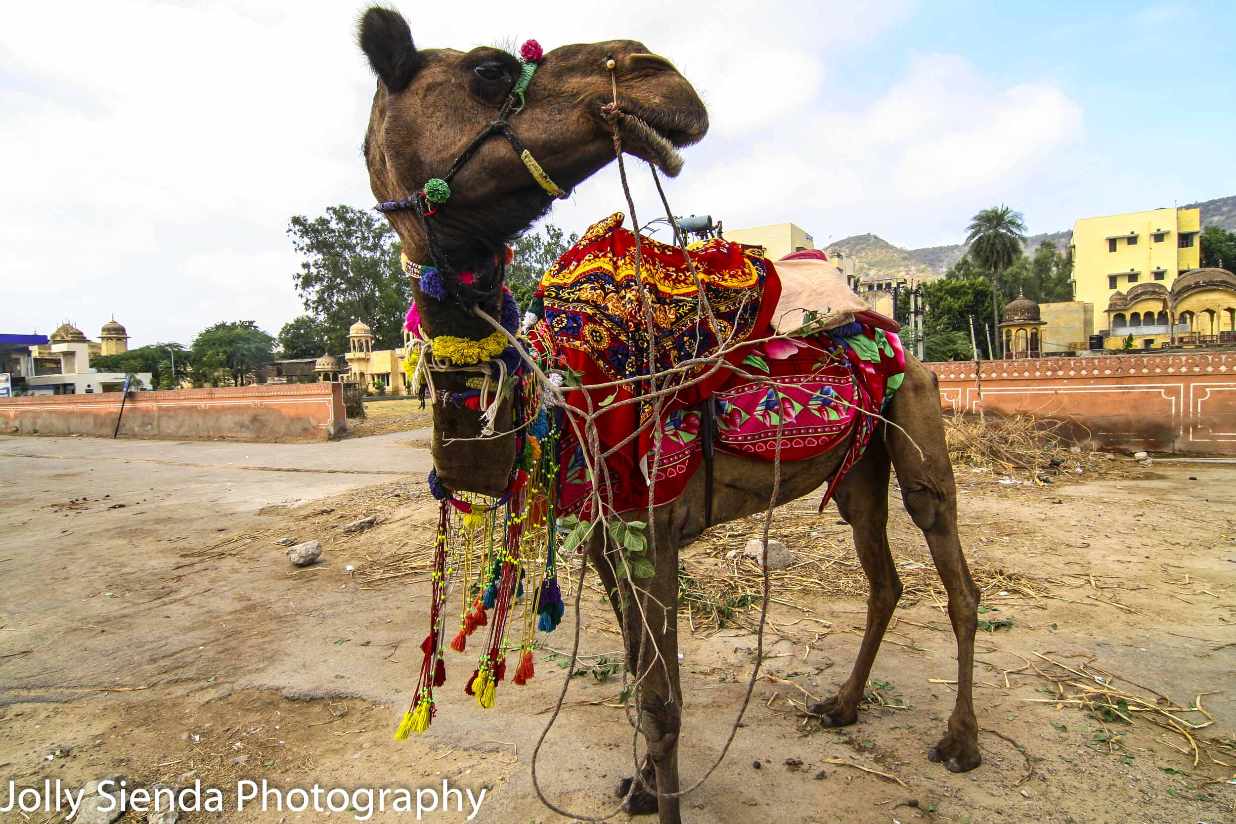 Decorated India Camel in the Pink City looks to the right