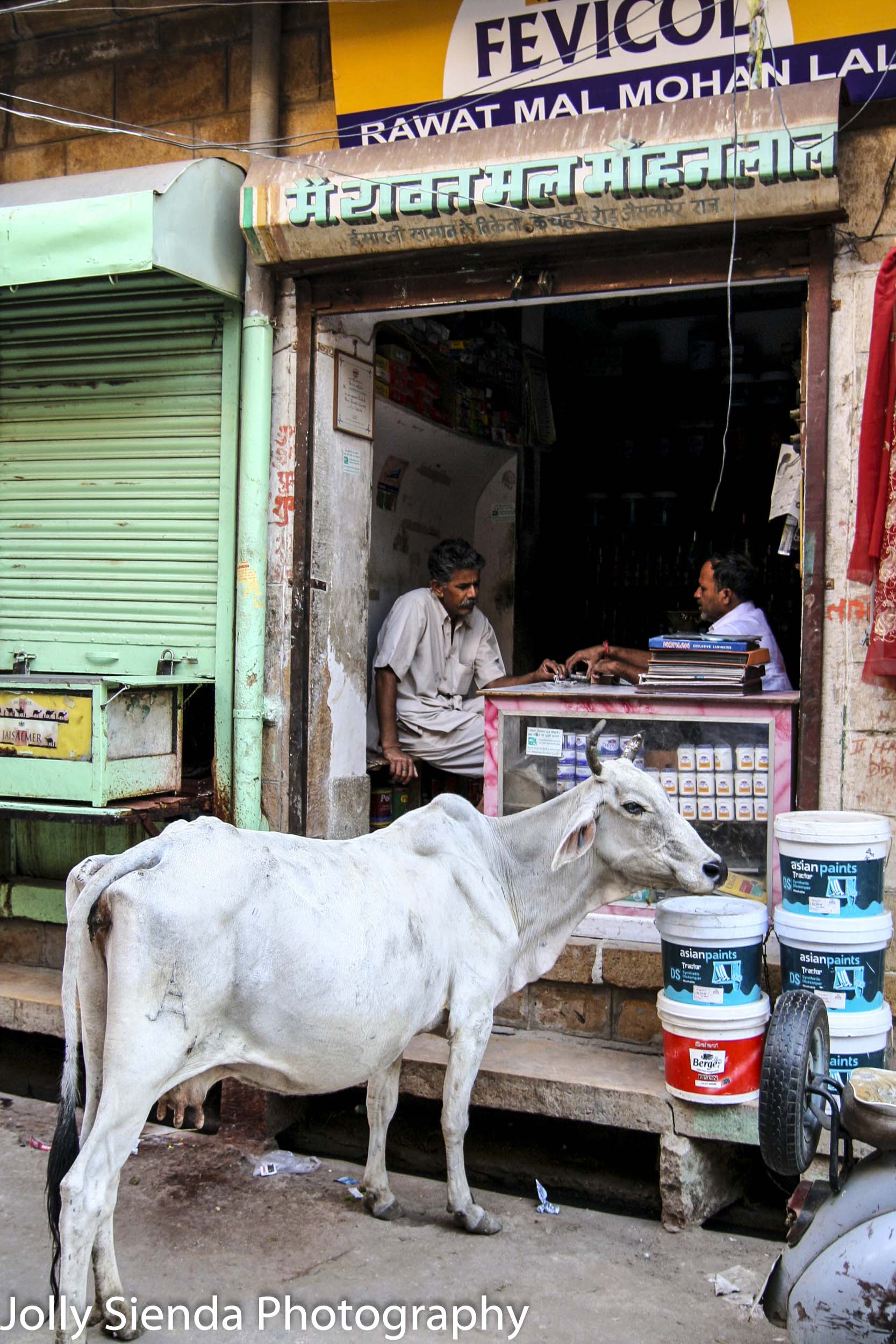 White cow with horns listens to men in a shop playing cards