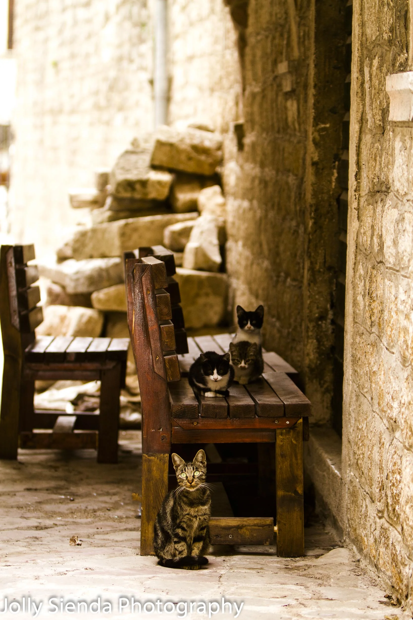 Kittens sit on a bench, while the mother cat stands guard