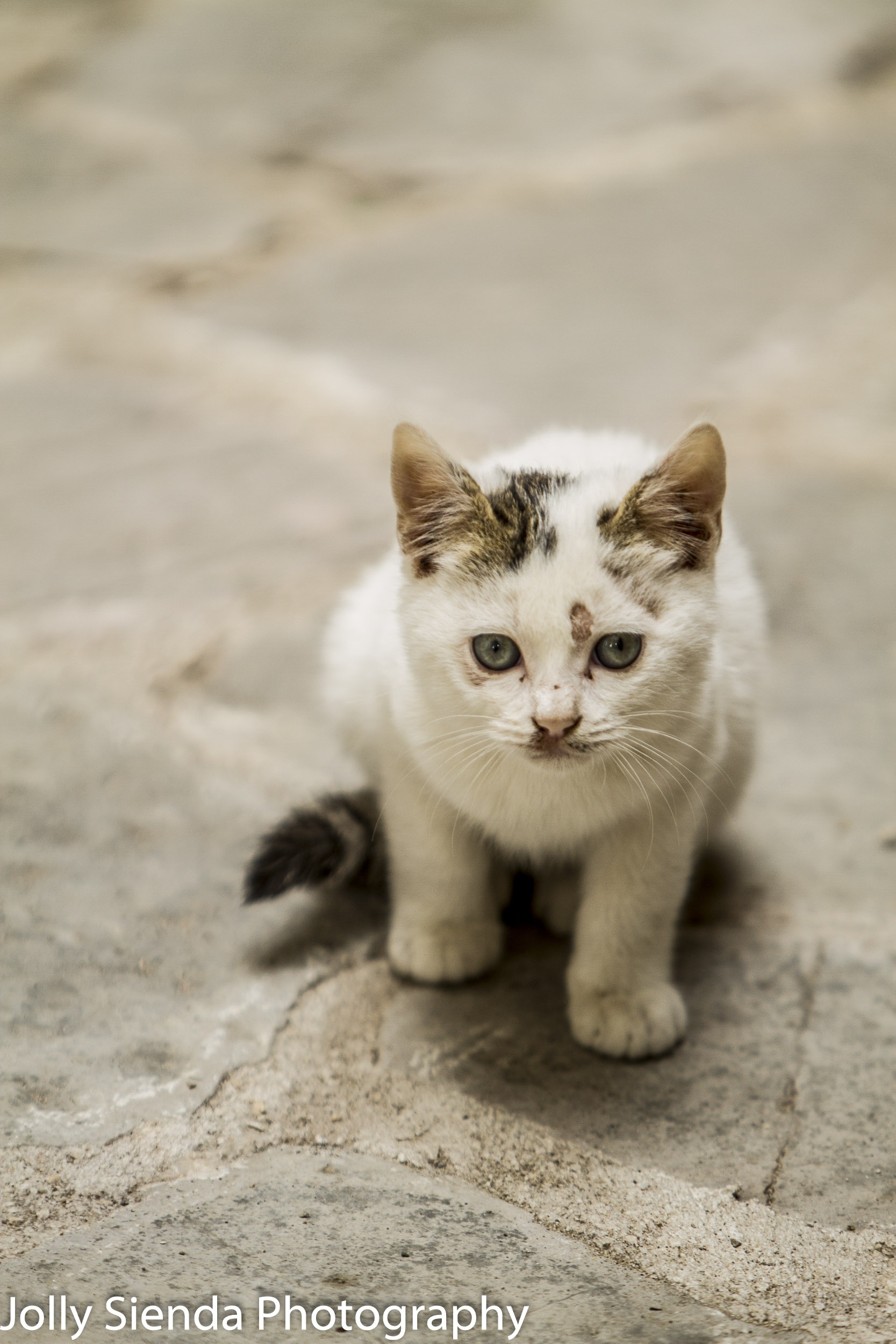 A white spotted kitten looks at something on a cobblestone stree