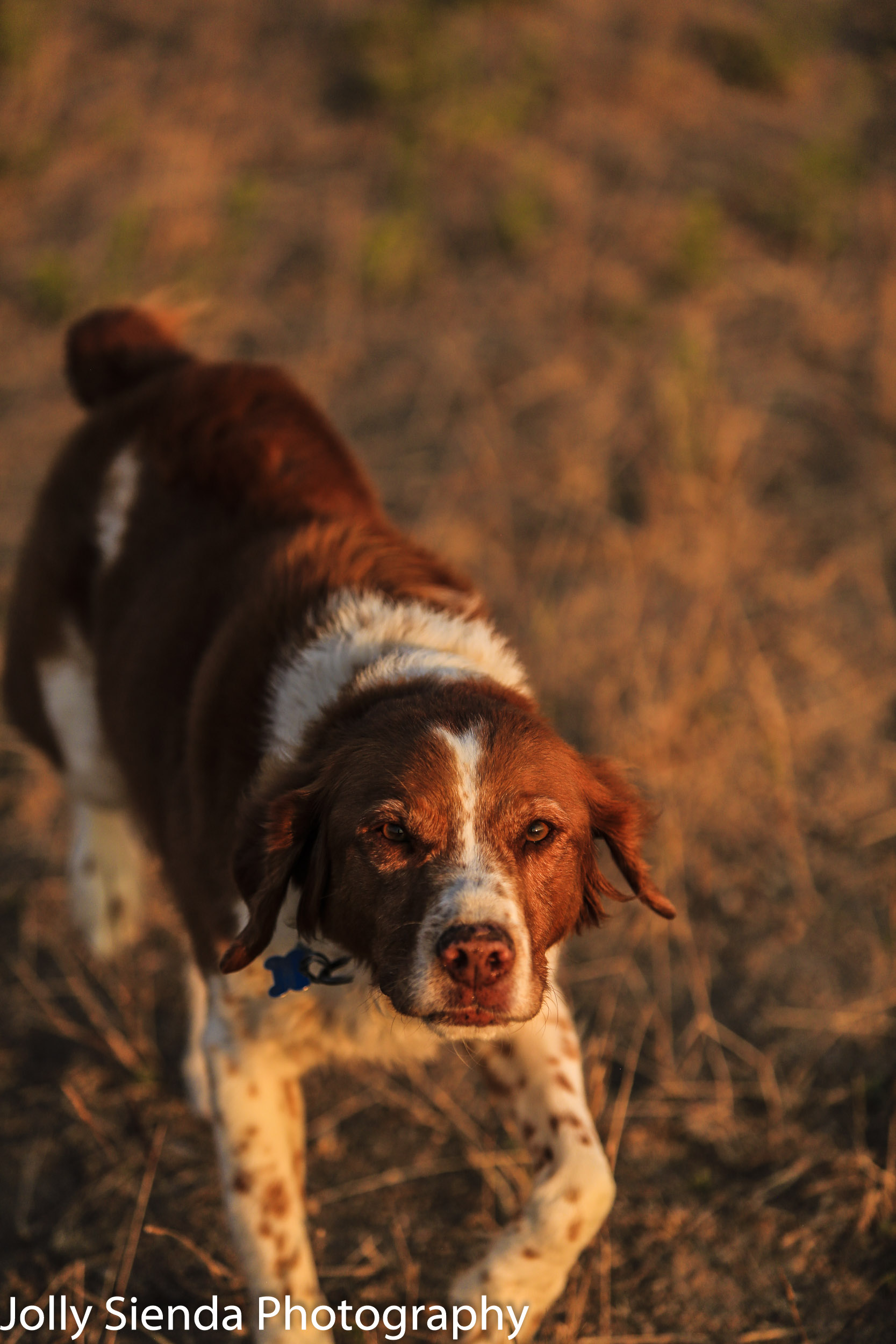 Chestnut color Crocker Spaniel Hunting dog on a field at sunset