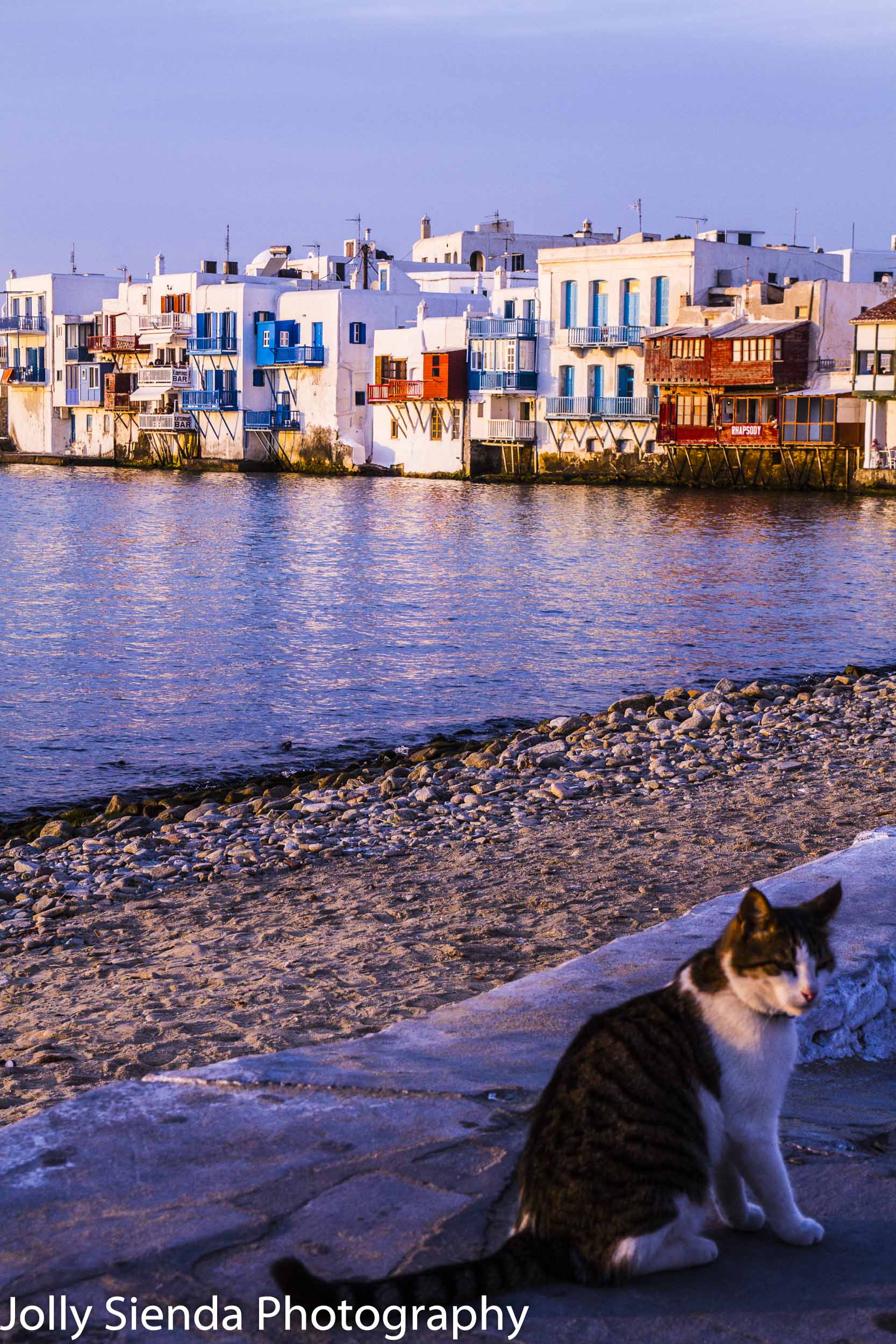 A Tuxedo Cat Pauses at Sunset with the town of Mykonos, Greece i