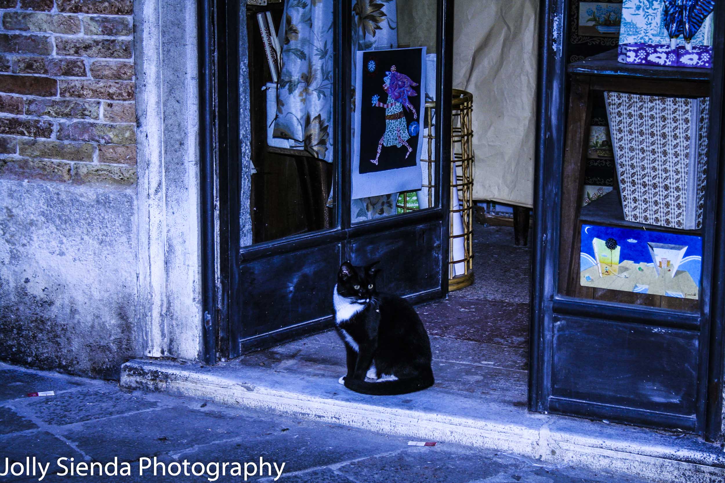 Venetian Black Tuxedo Shop Cat Takes in the View from the Open D