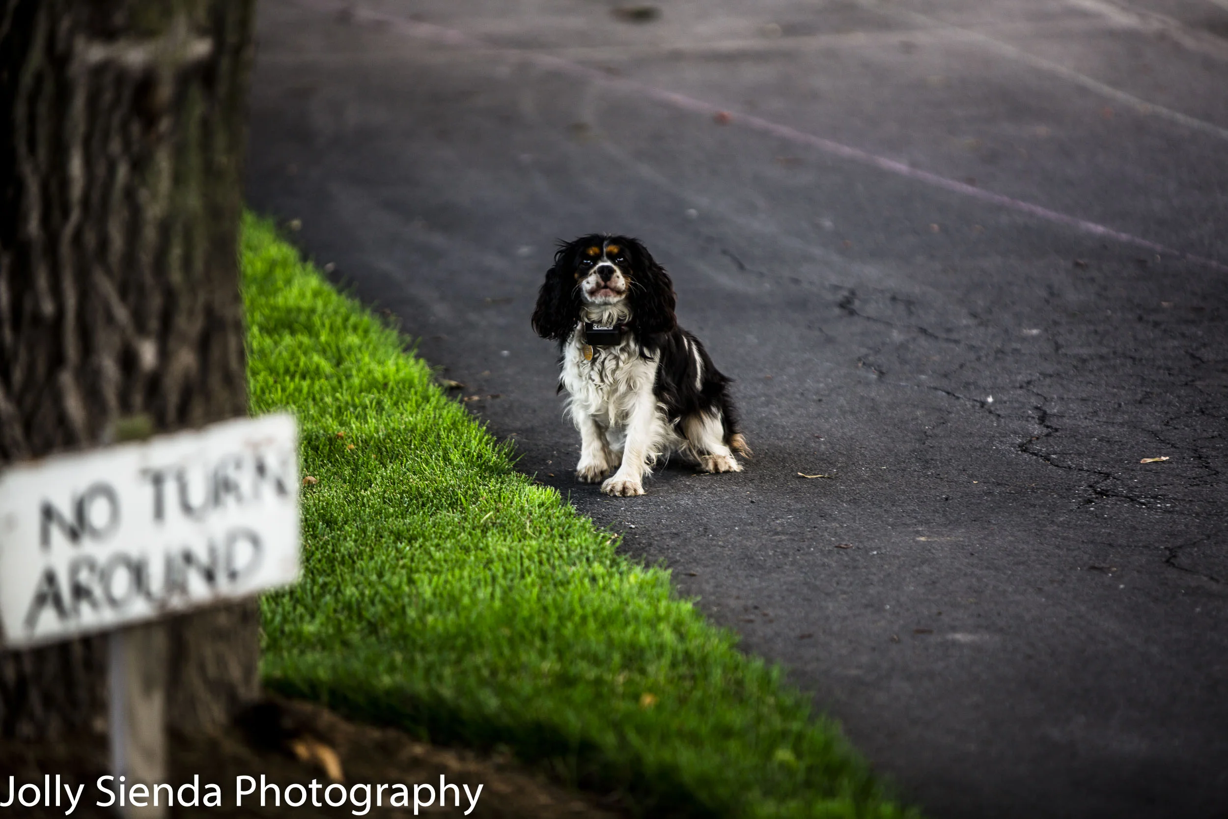 No Turn Around for the Cocker Spaniel Dog