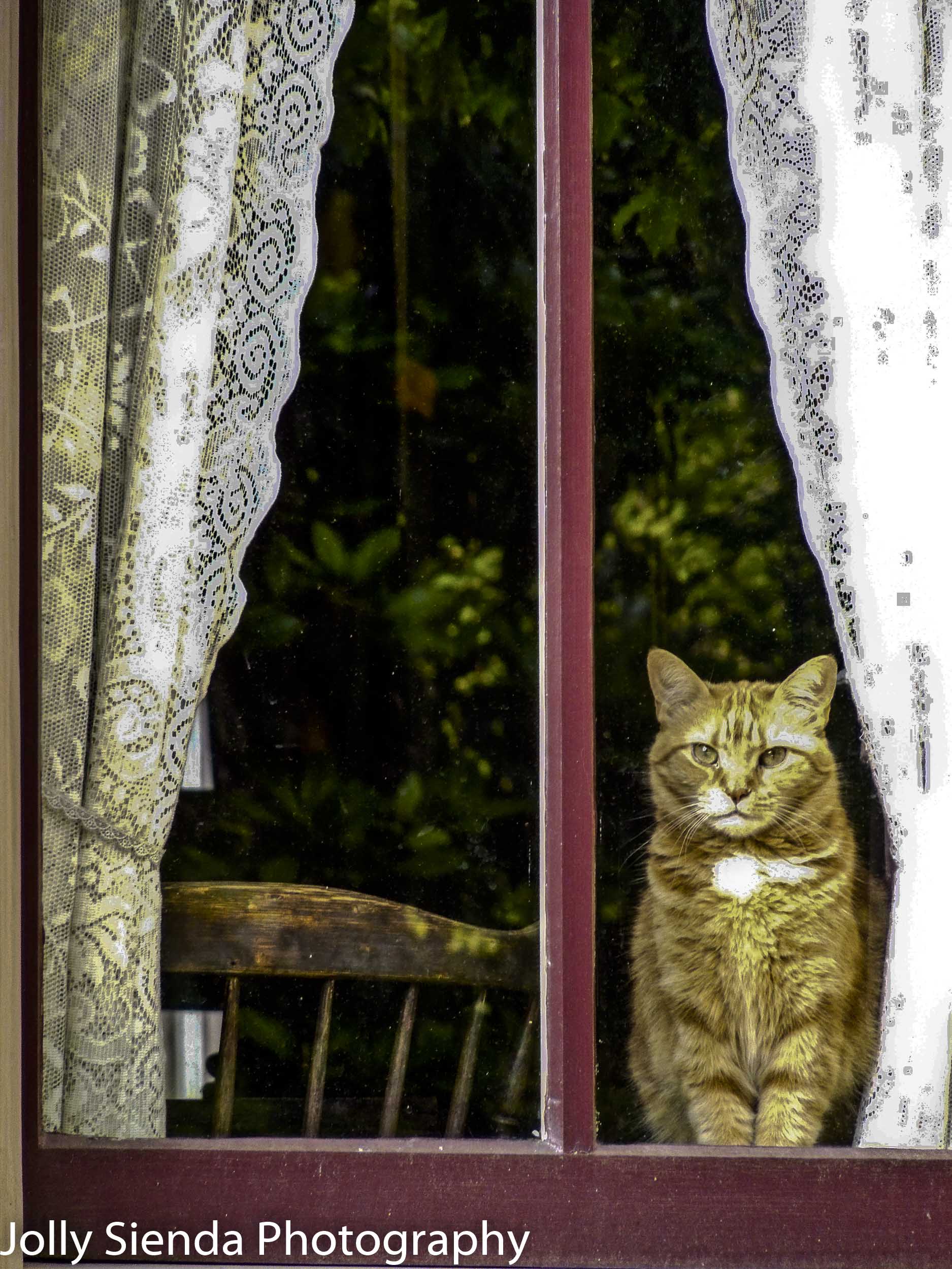 Orange Tabby Cat Looks out the Window Through Lace Curtains