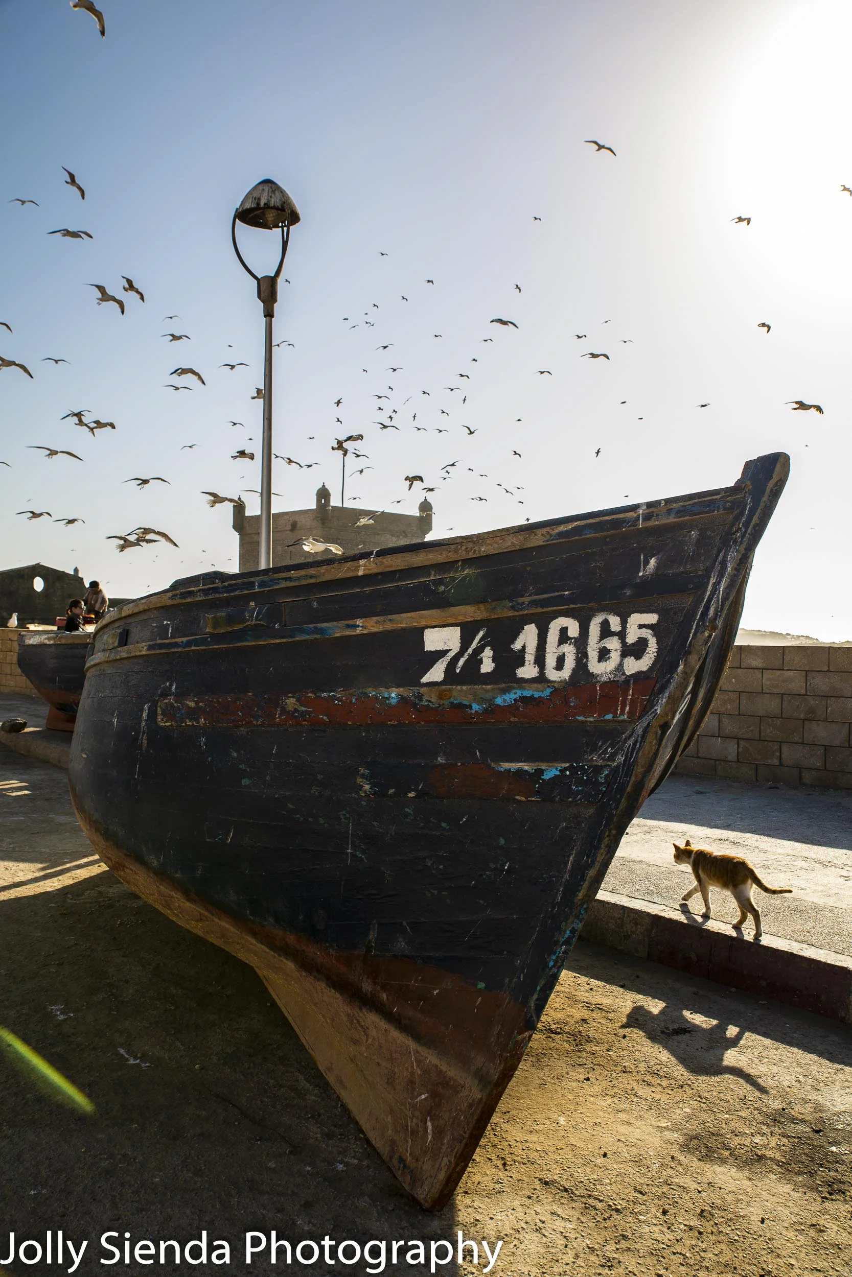 Seagulls swam over a boat and a cat