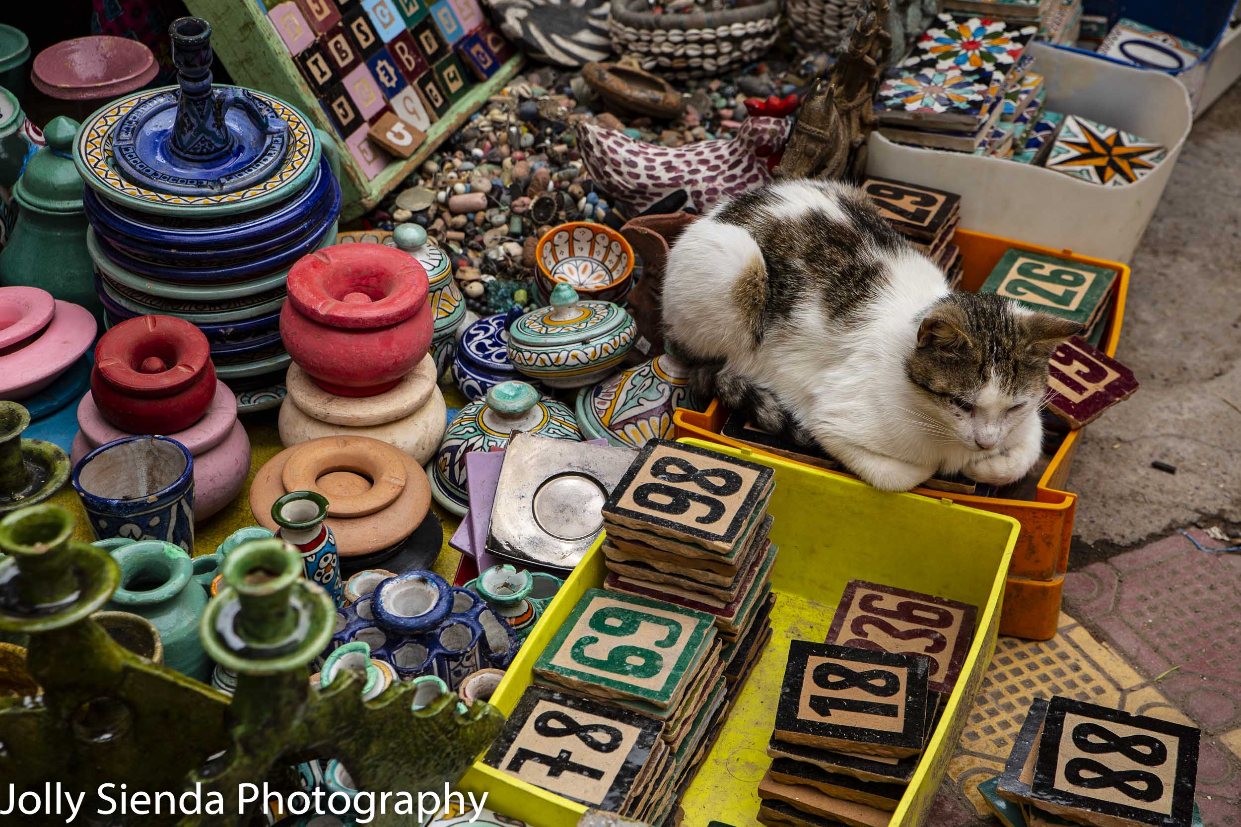 Calico cat sits on ceramic tiles and pottery