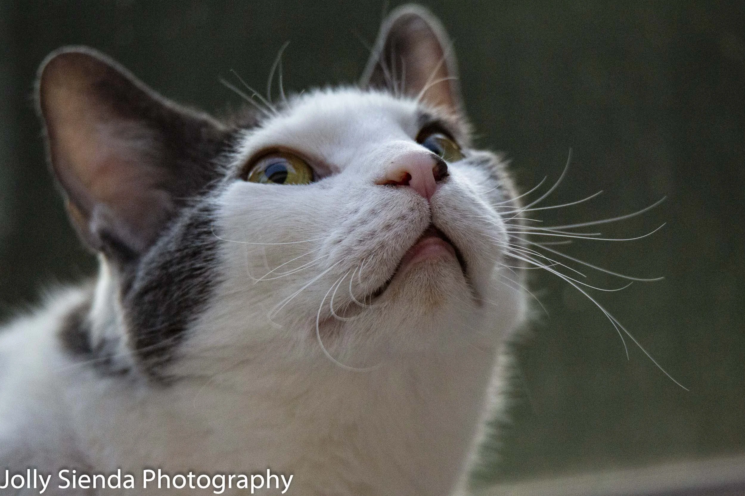 Tuxedo cat 