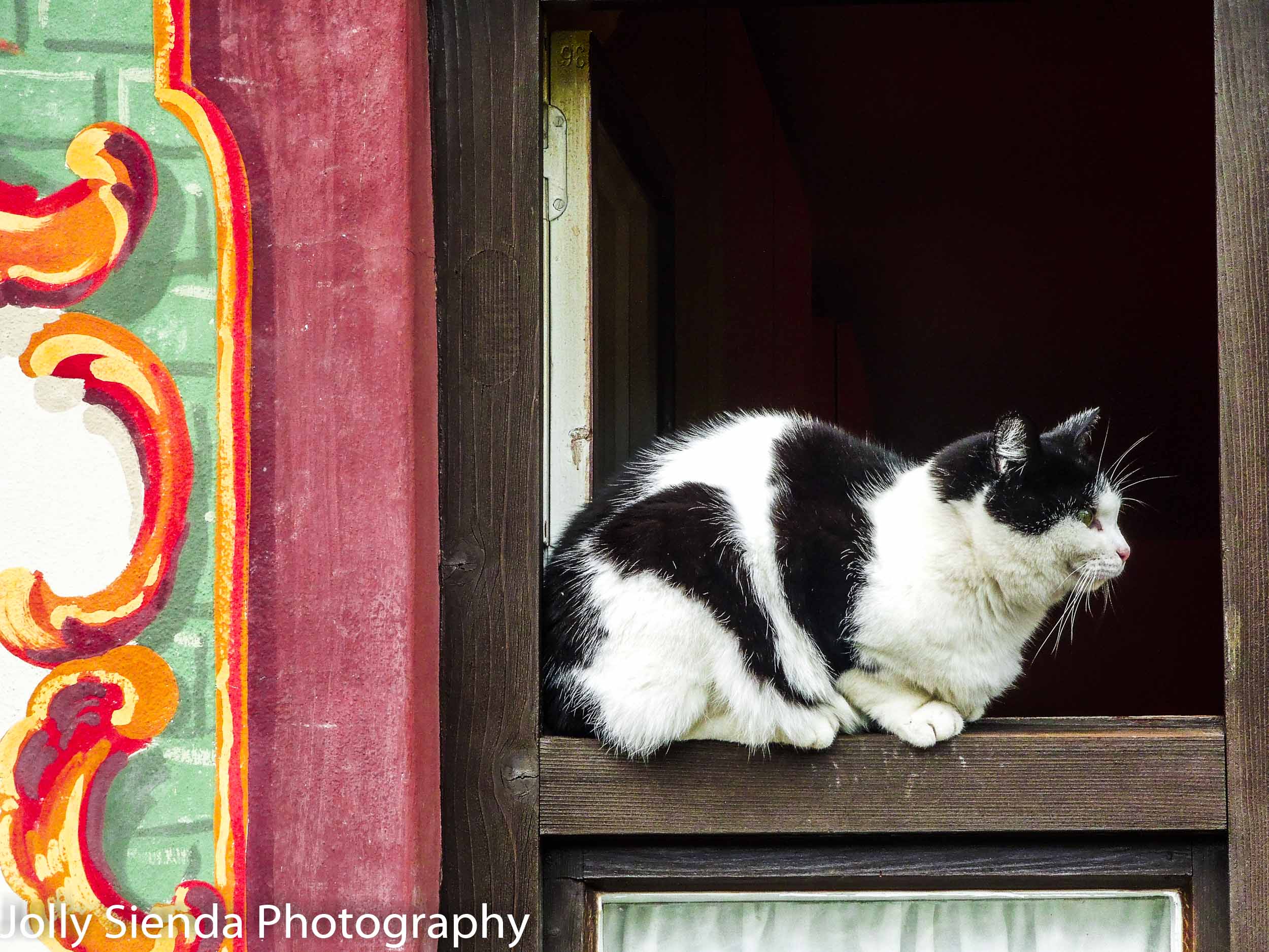 Black and White Tuxedo Cat sits on a window ledge of a painted O