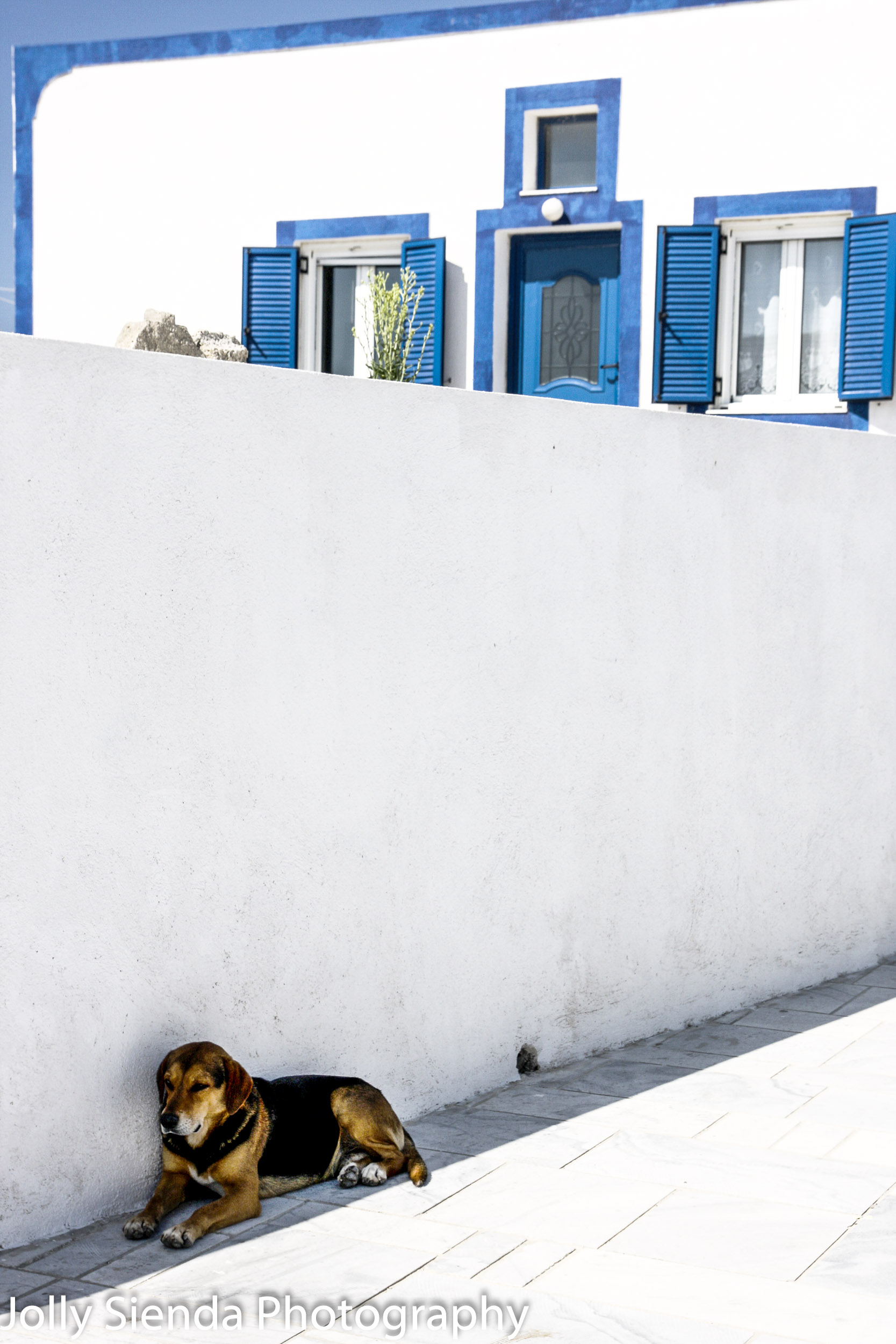 Beagle dog sits in the shade with a white washed building with b