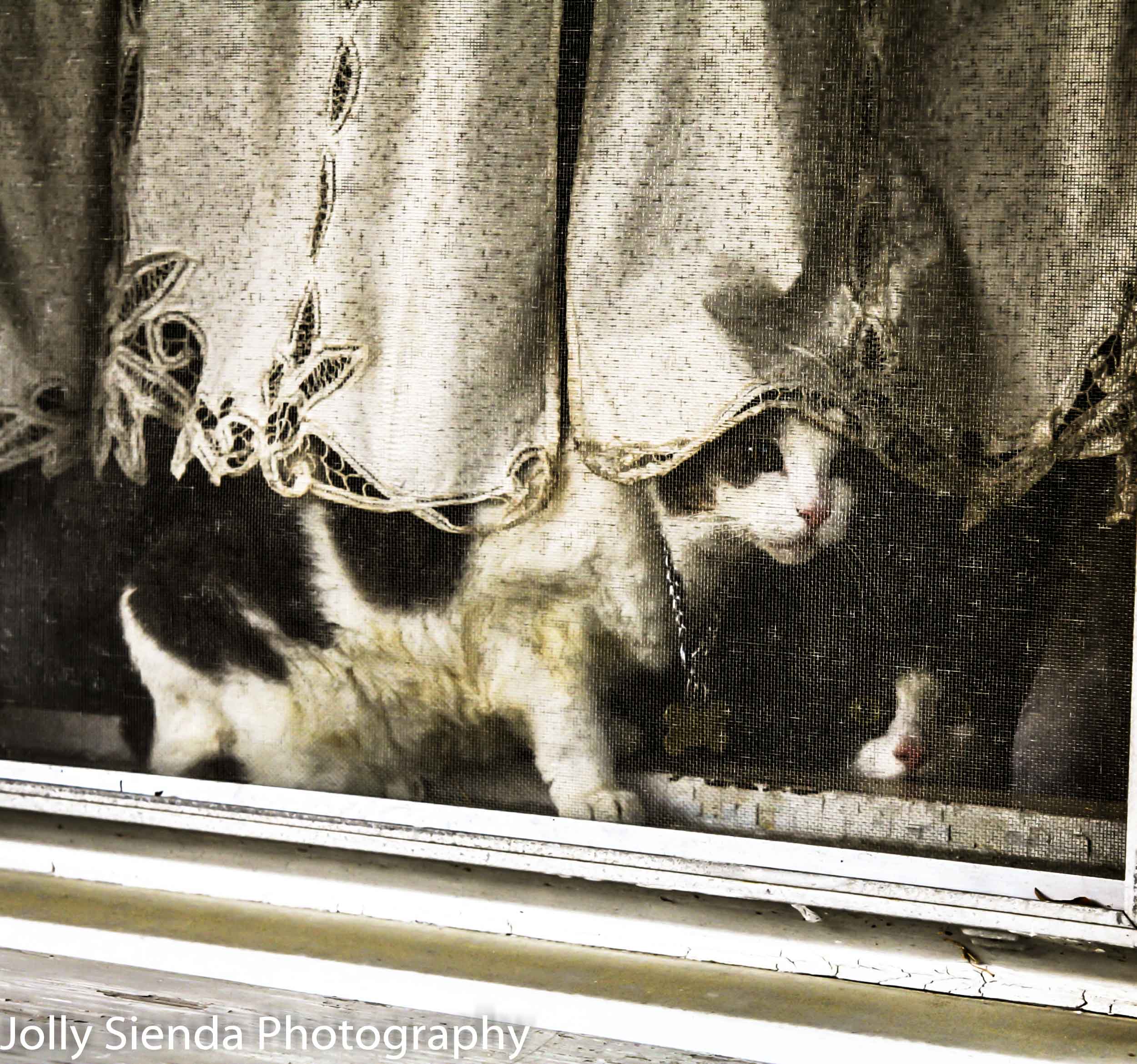 Cats peak through a screened in window with lace curtains