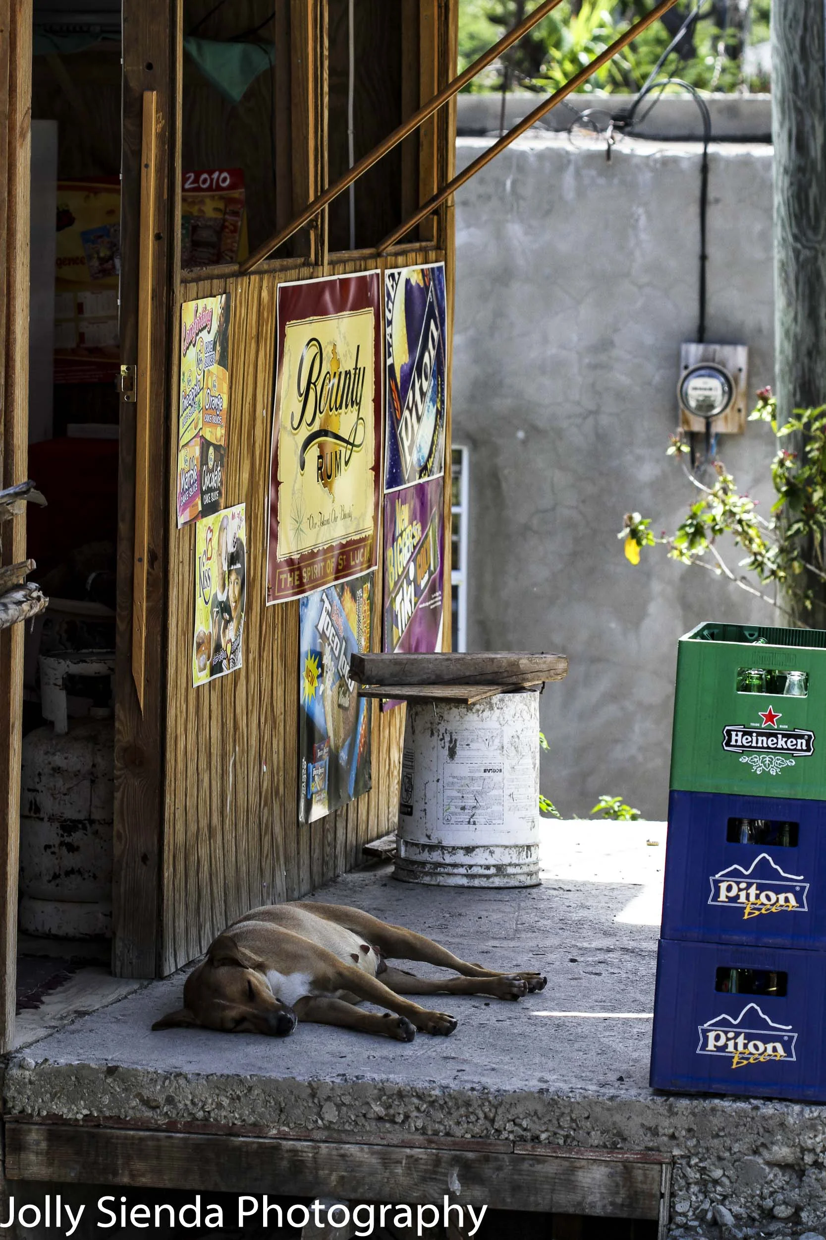 Female dog sleeps outside at a bar 