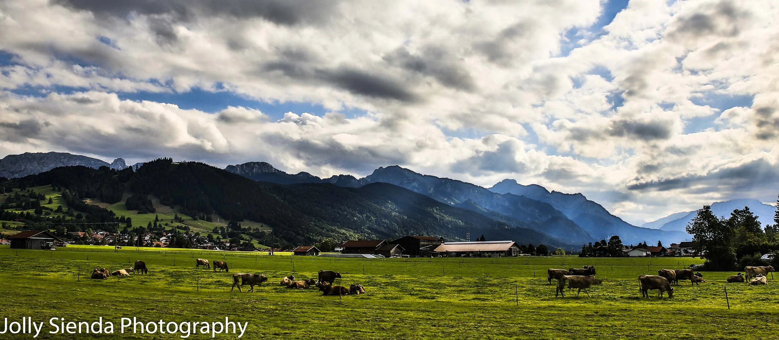 Green pasture with groups of cows in front of villages, foothill