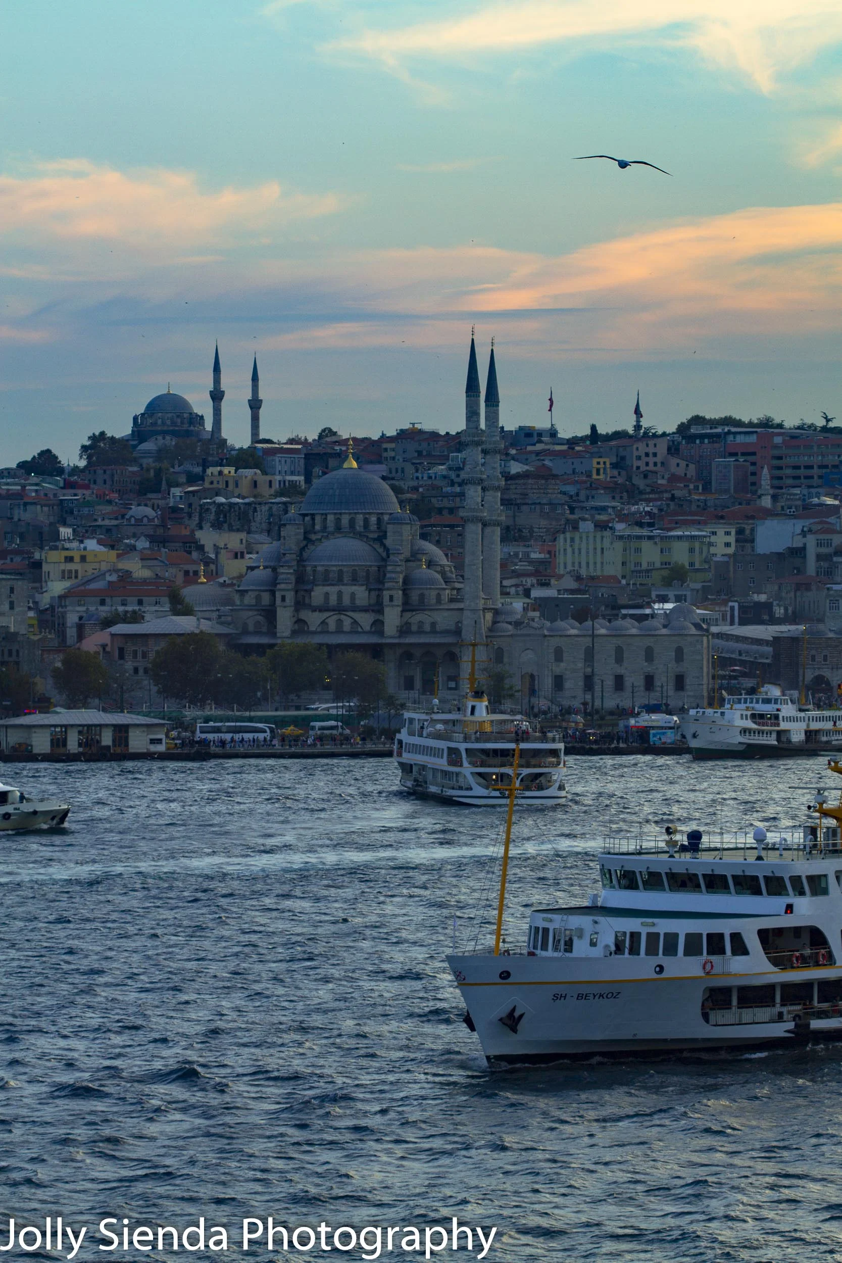 Seagull soars over the Blue Mosque at sunset
