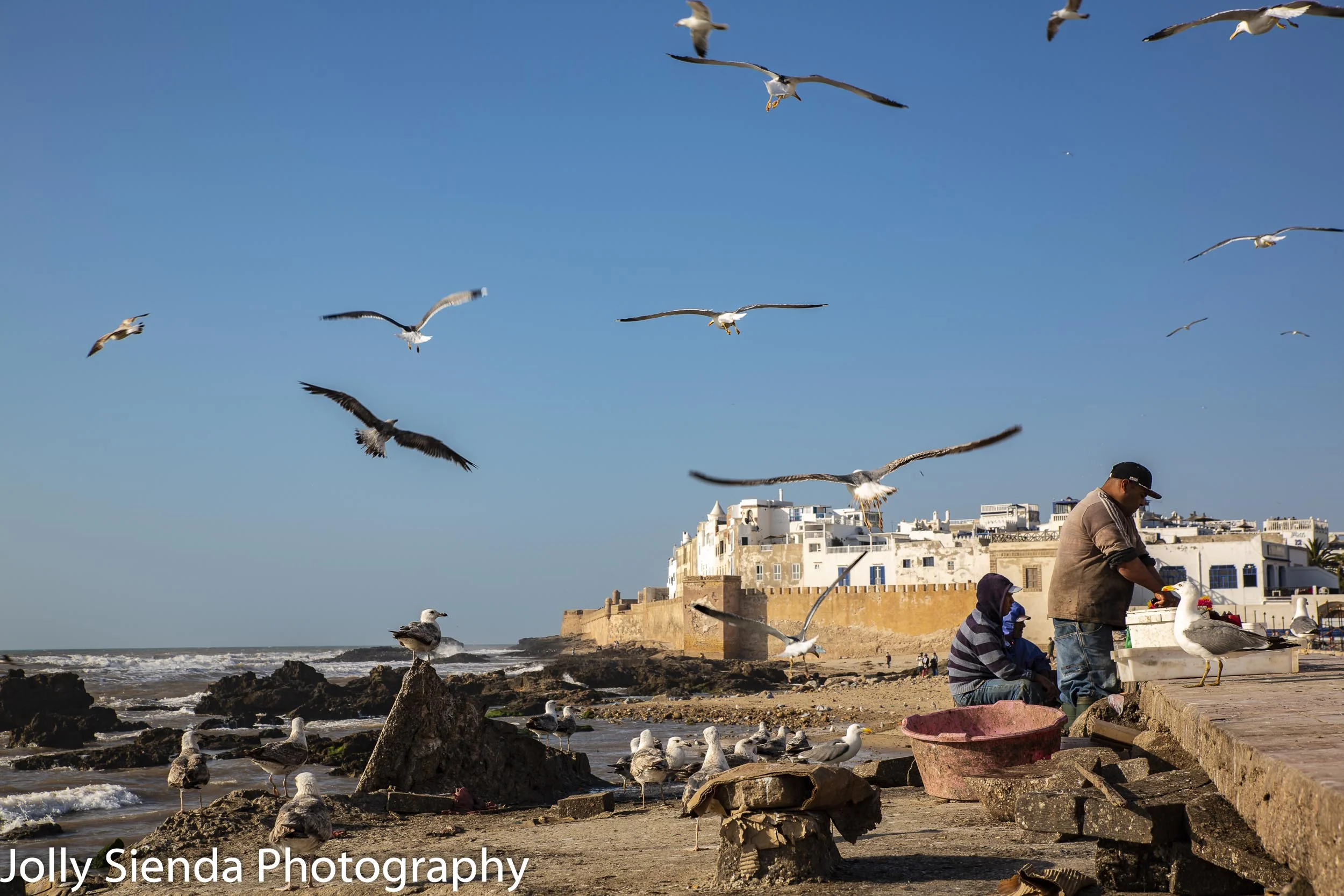 Seagulls fly fishermen cleaning fish
