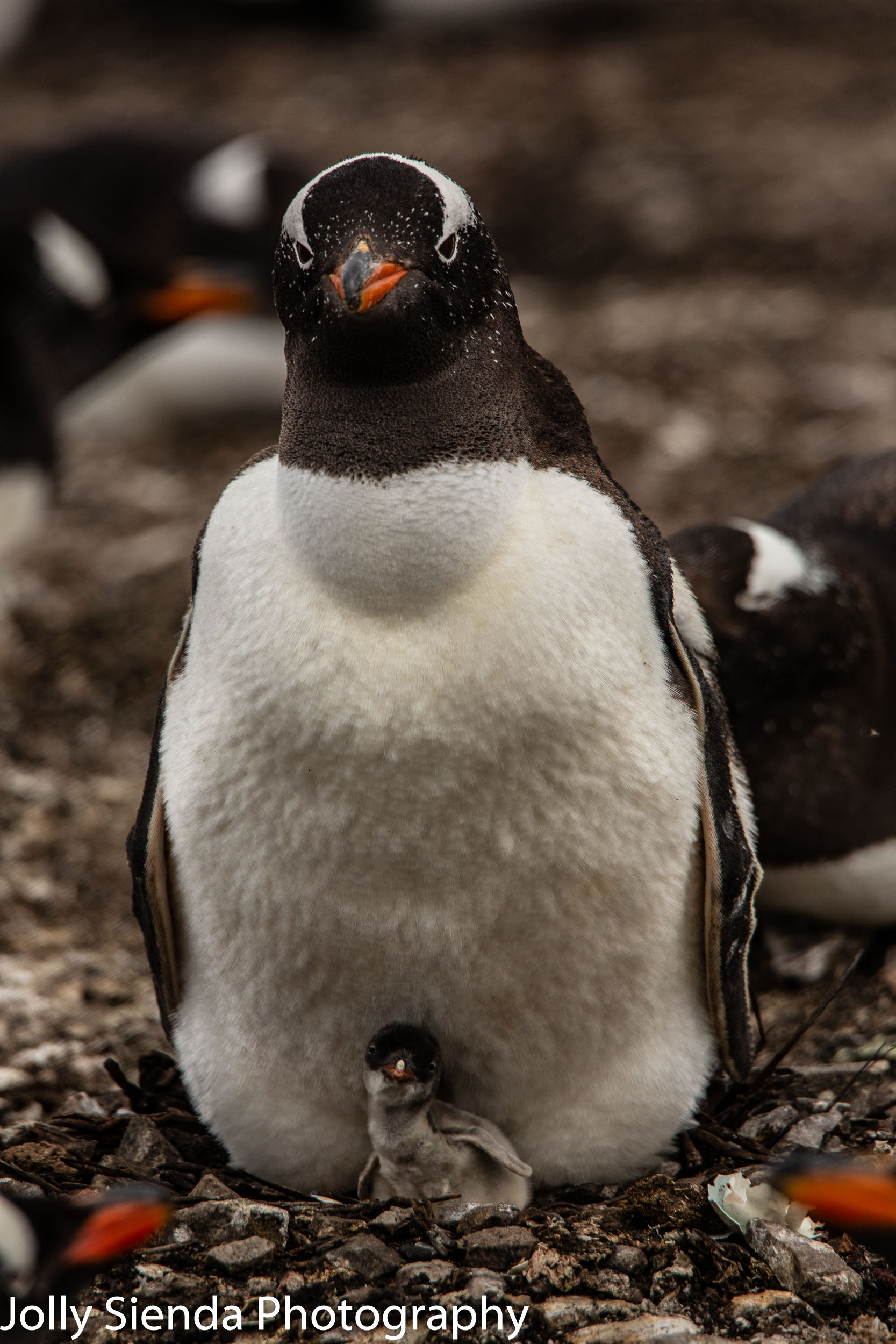 Gentoo Penguin and a baby penguin