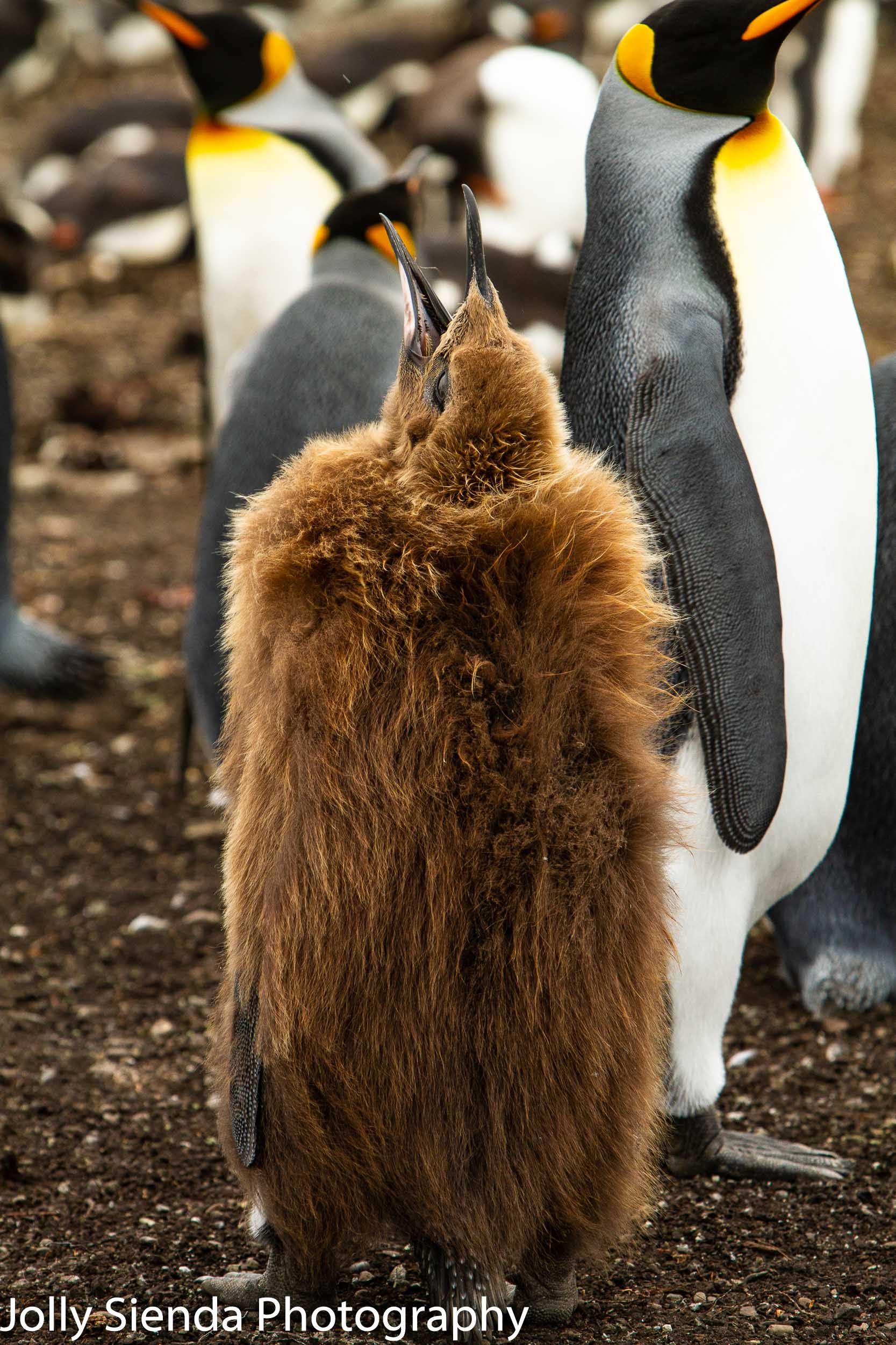 Junior one-year old King Penguin opens his mouth