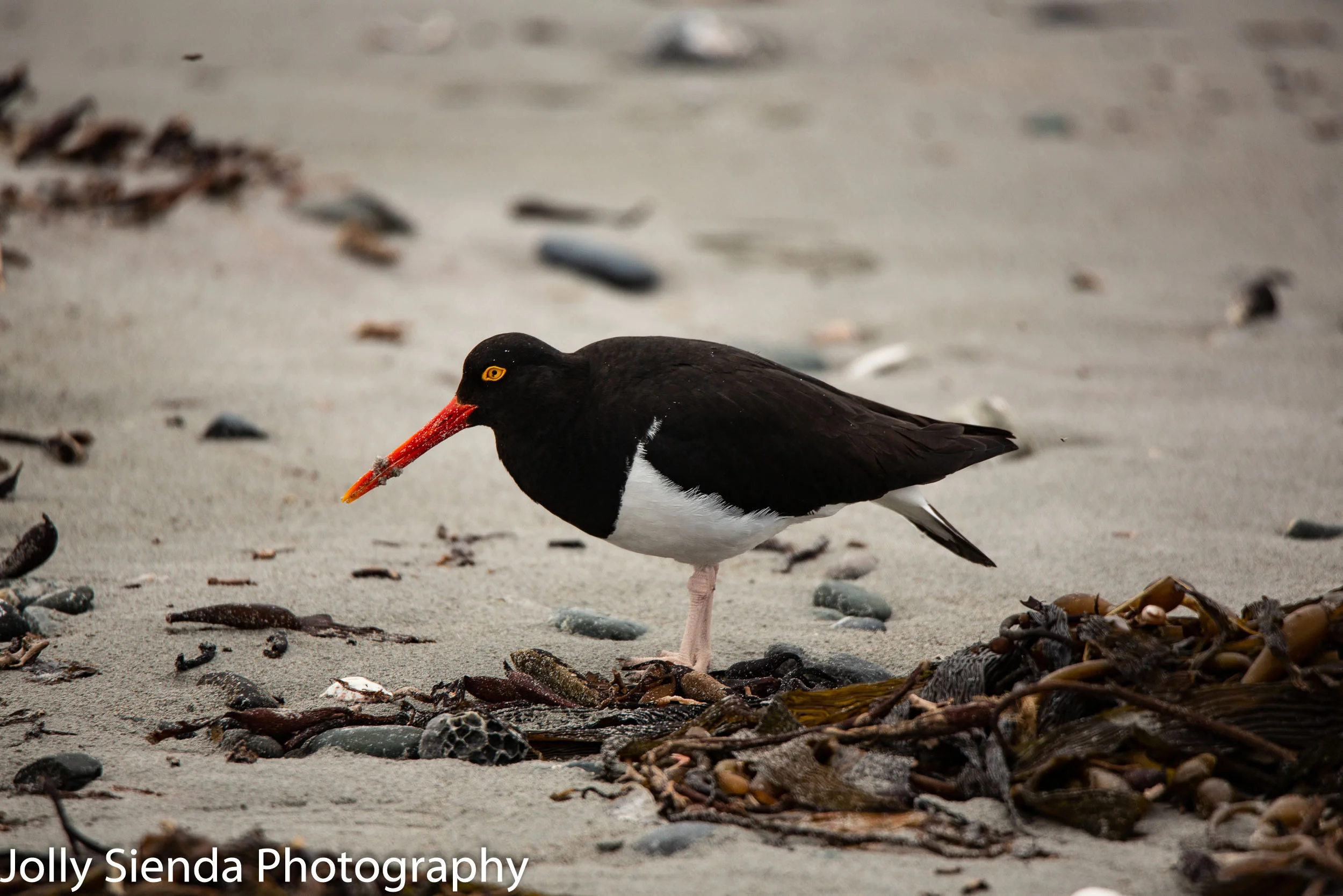 Magellanic Oystercatcher, Falkland Islands