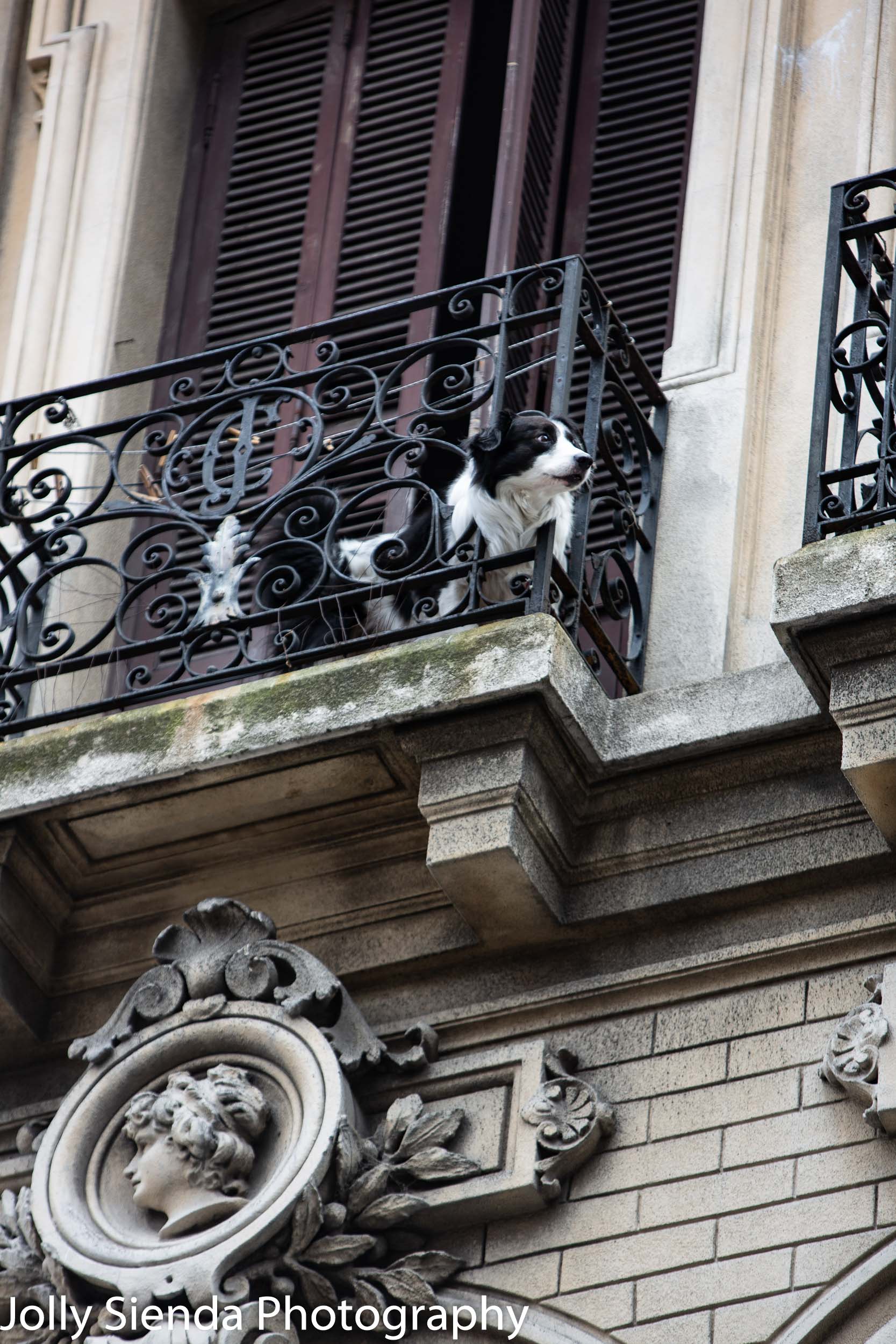 Dog looks out on a Spanish rod iron balcony