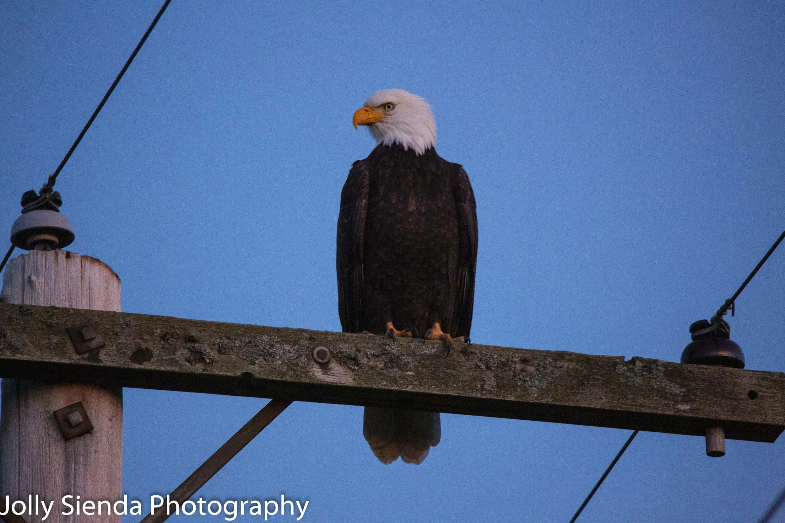 Bald Eagle perched on an electrical utility grid.