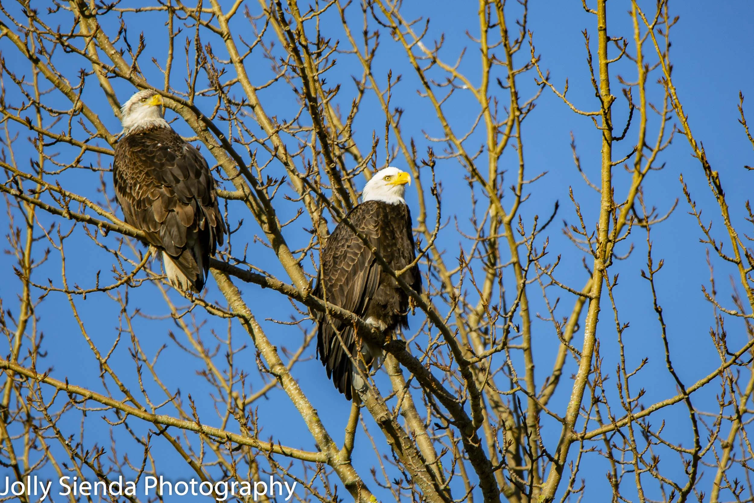 A pair of Bald Eagles, Skagit Valley, Washington