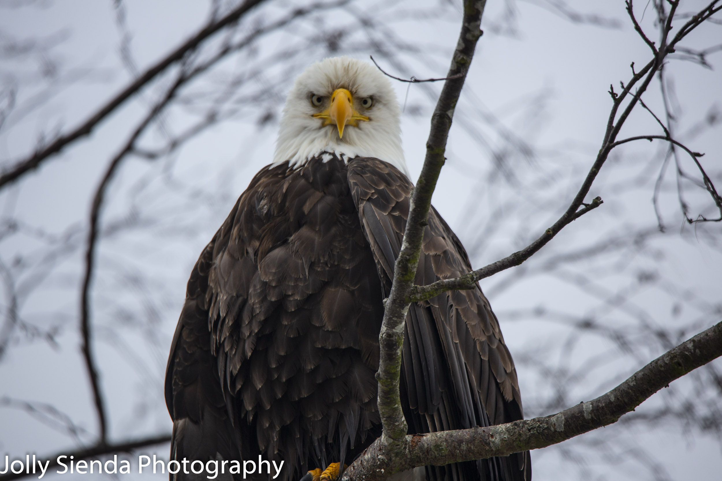 Bald Eagle stare