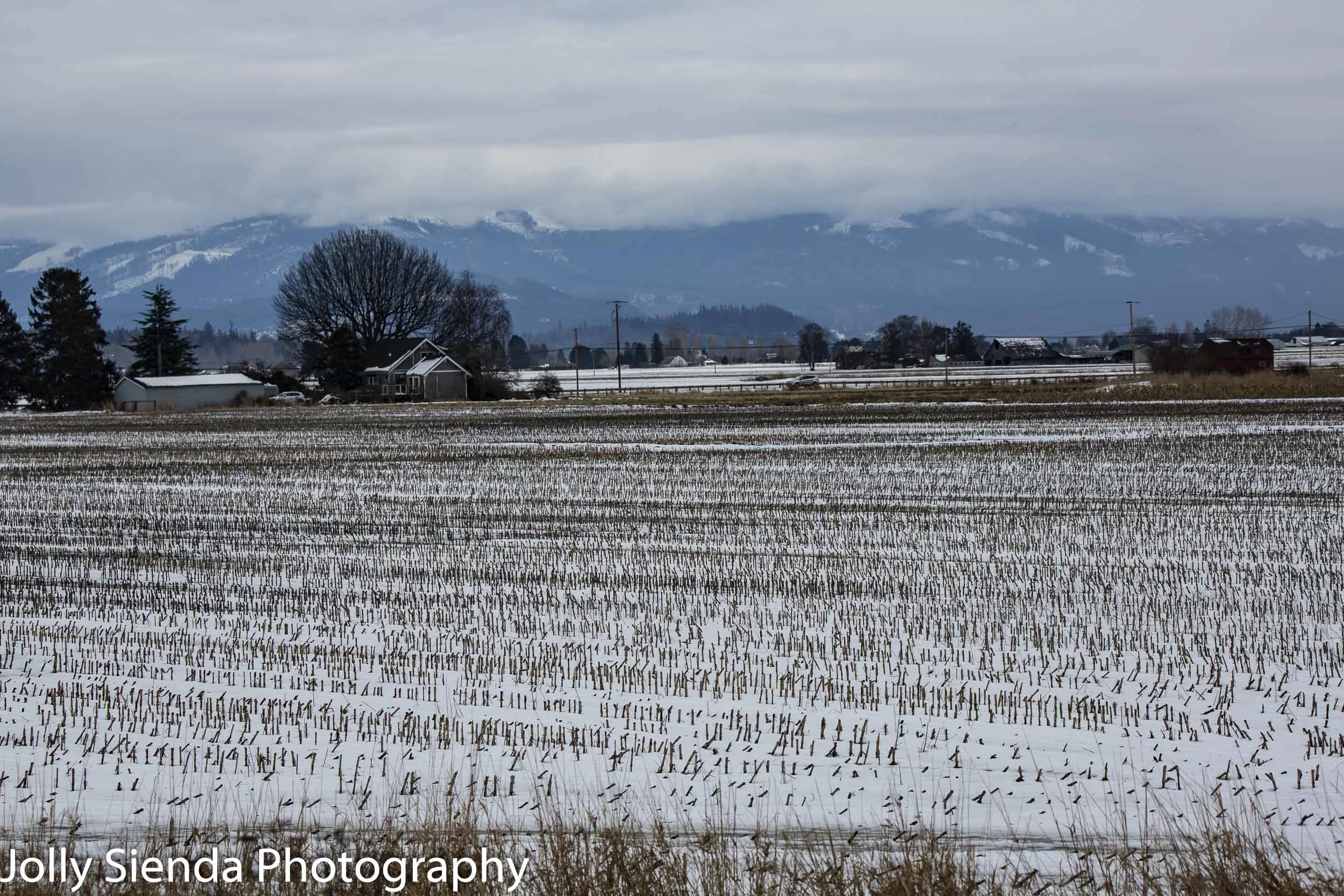 Skagit Valley farm and farmland with a blanket of snow over the reeds and vegetation.