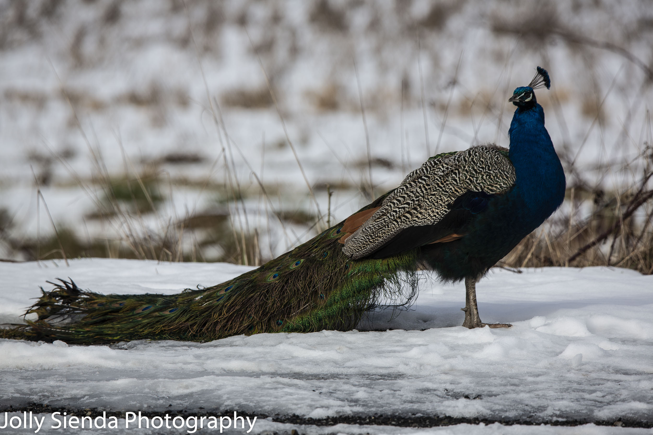 Peacock explores the snow