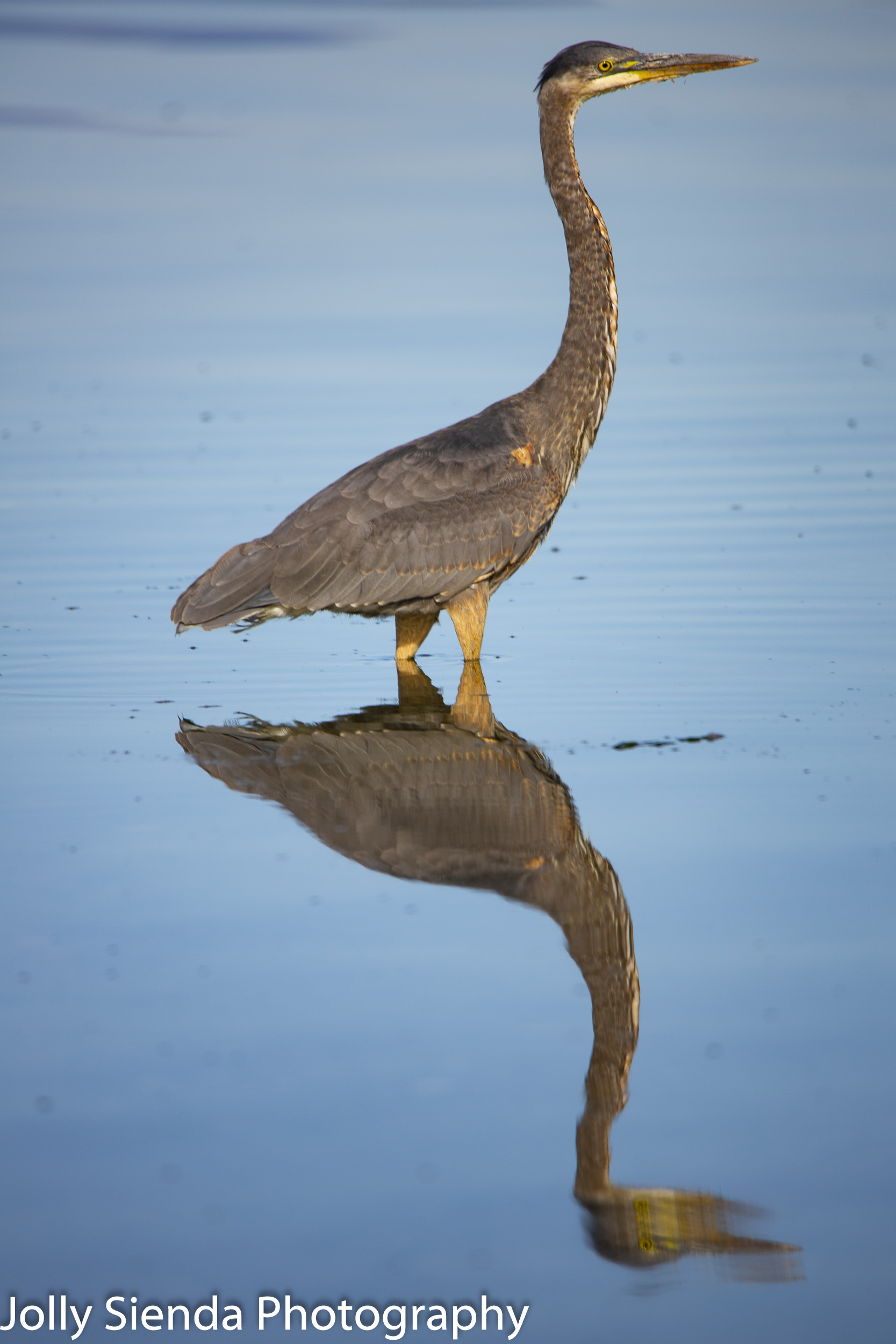 Great Blue Heron at low tide