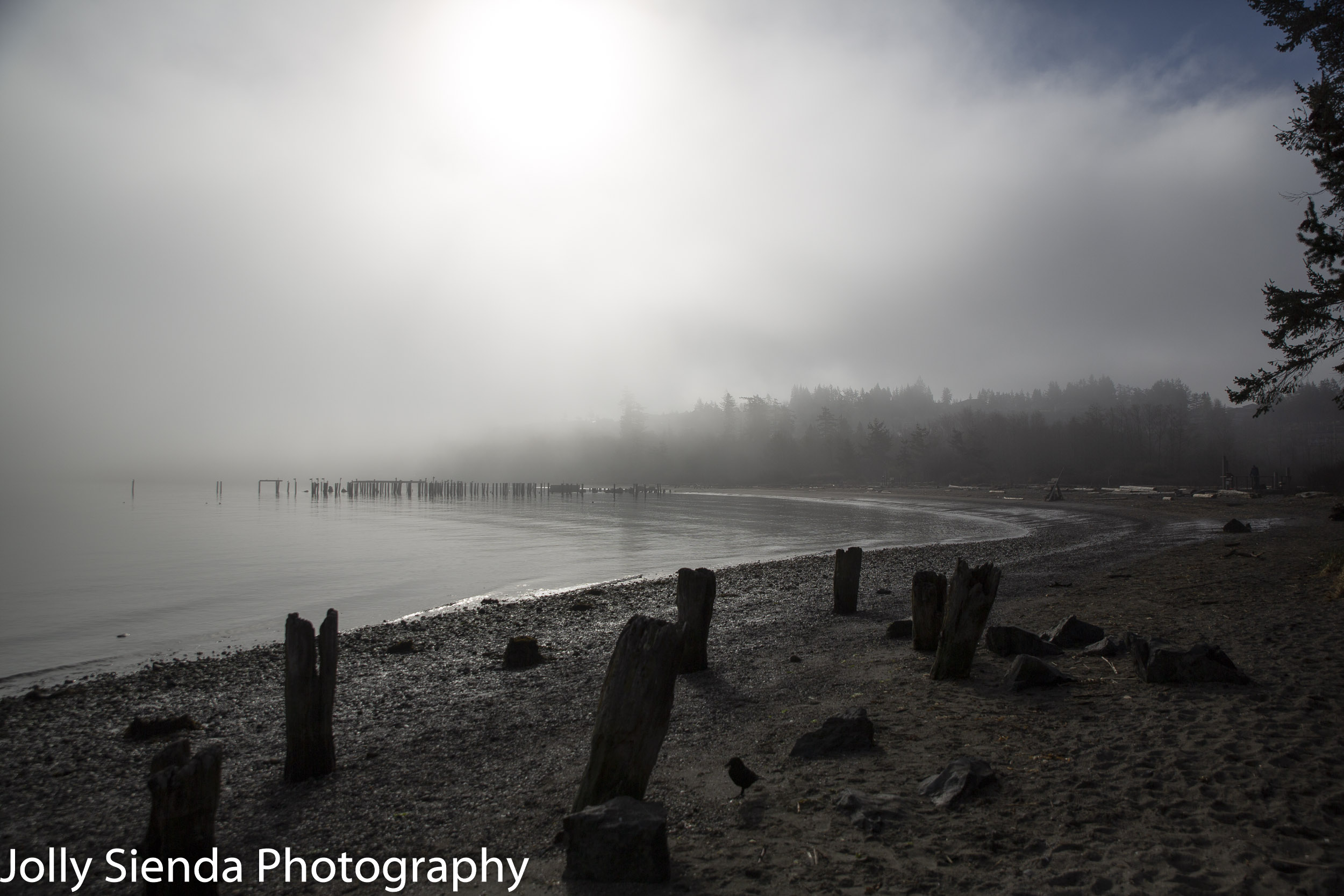 Crow and pilings at the foggy beach of Ship Harbor