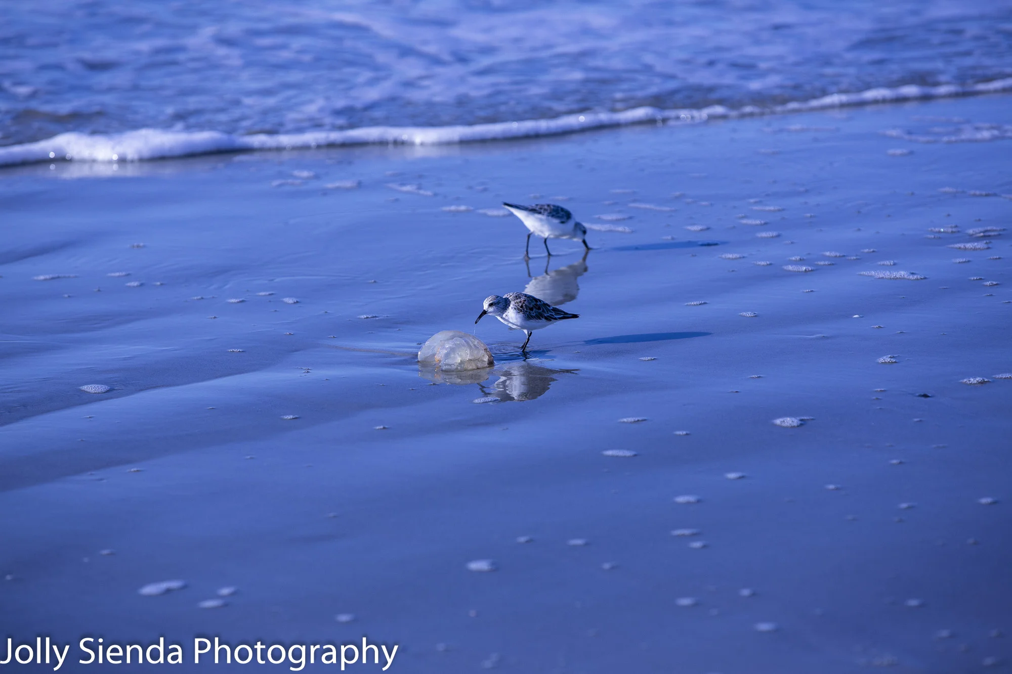 Sandpipers peck at jellyfish on the beach at Fripp Island.