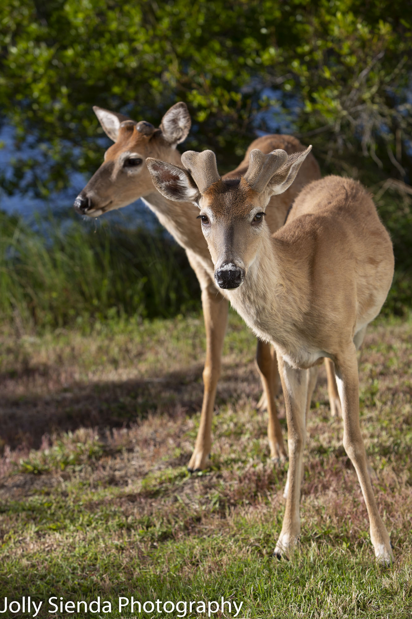 Two deer at the marsh 