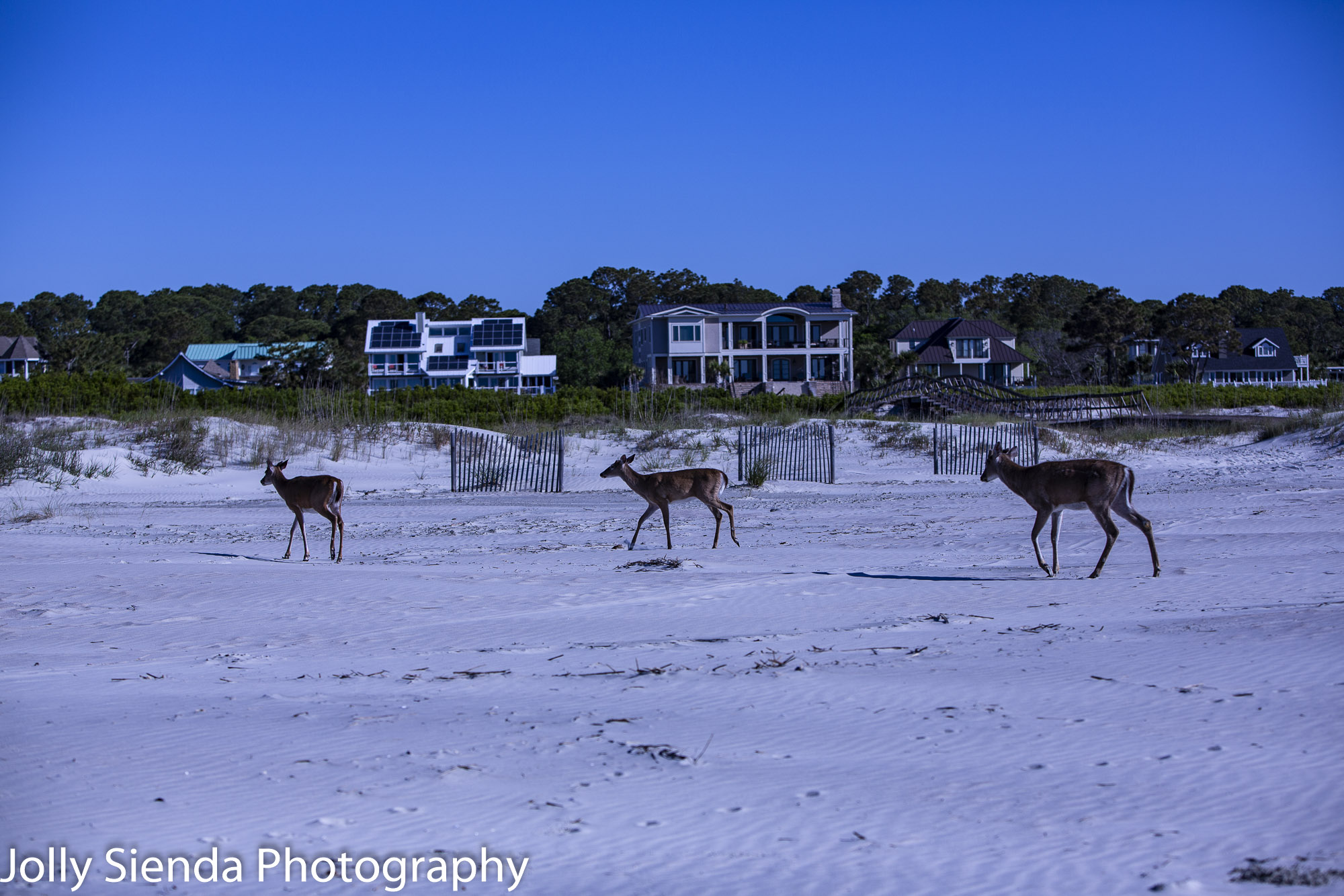 Three deer trotting on the beach