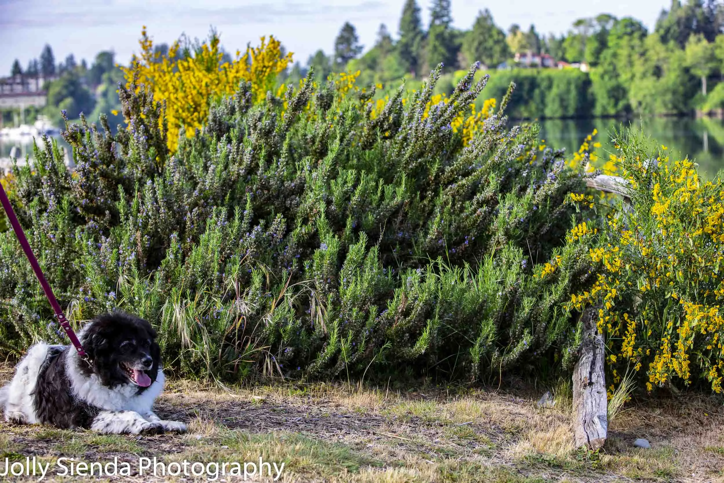 My friends dog, Ivy, enjoyed the day too!