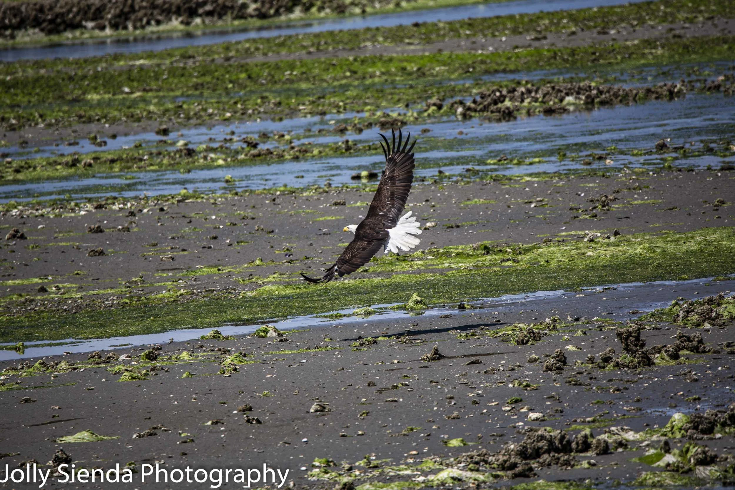 Bald Eagle flies over low tide at Seabeck