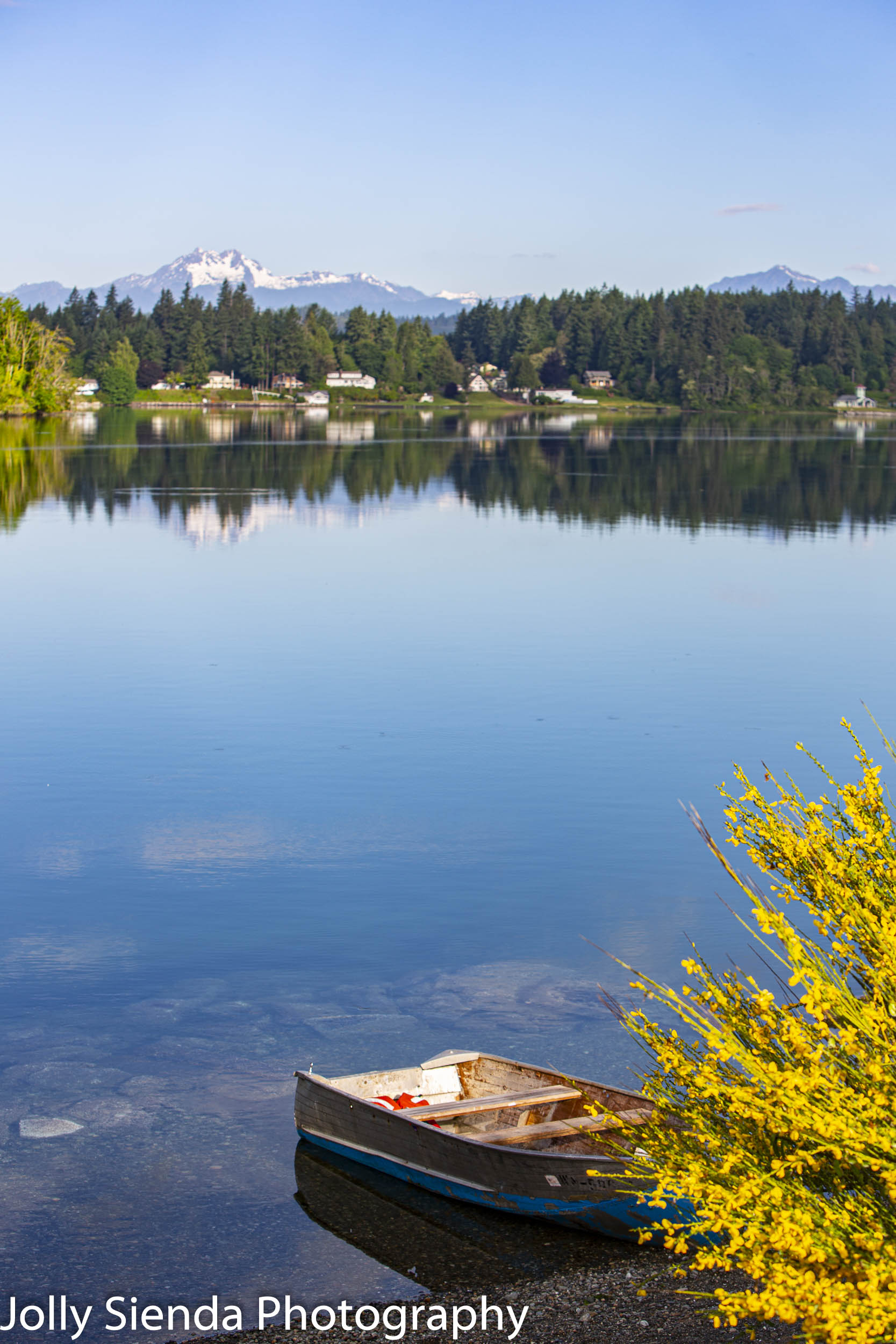 Blue boat, scotch broom, the Puget Sound and the Olympic Mountai