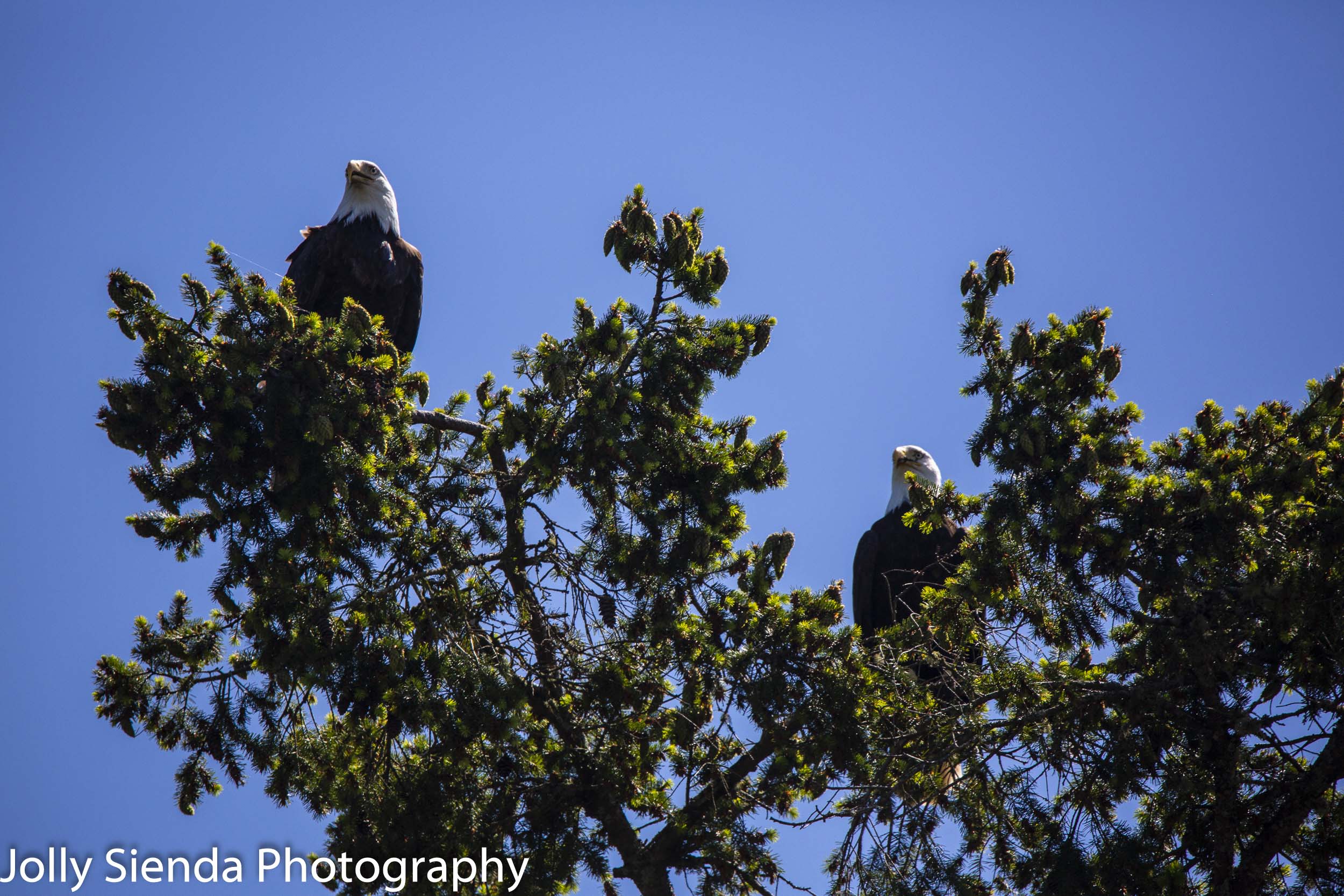 Pair of Bald Eagles sit on a Evergreen Tree top