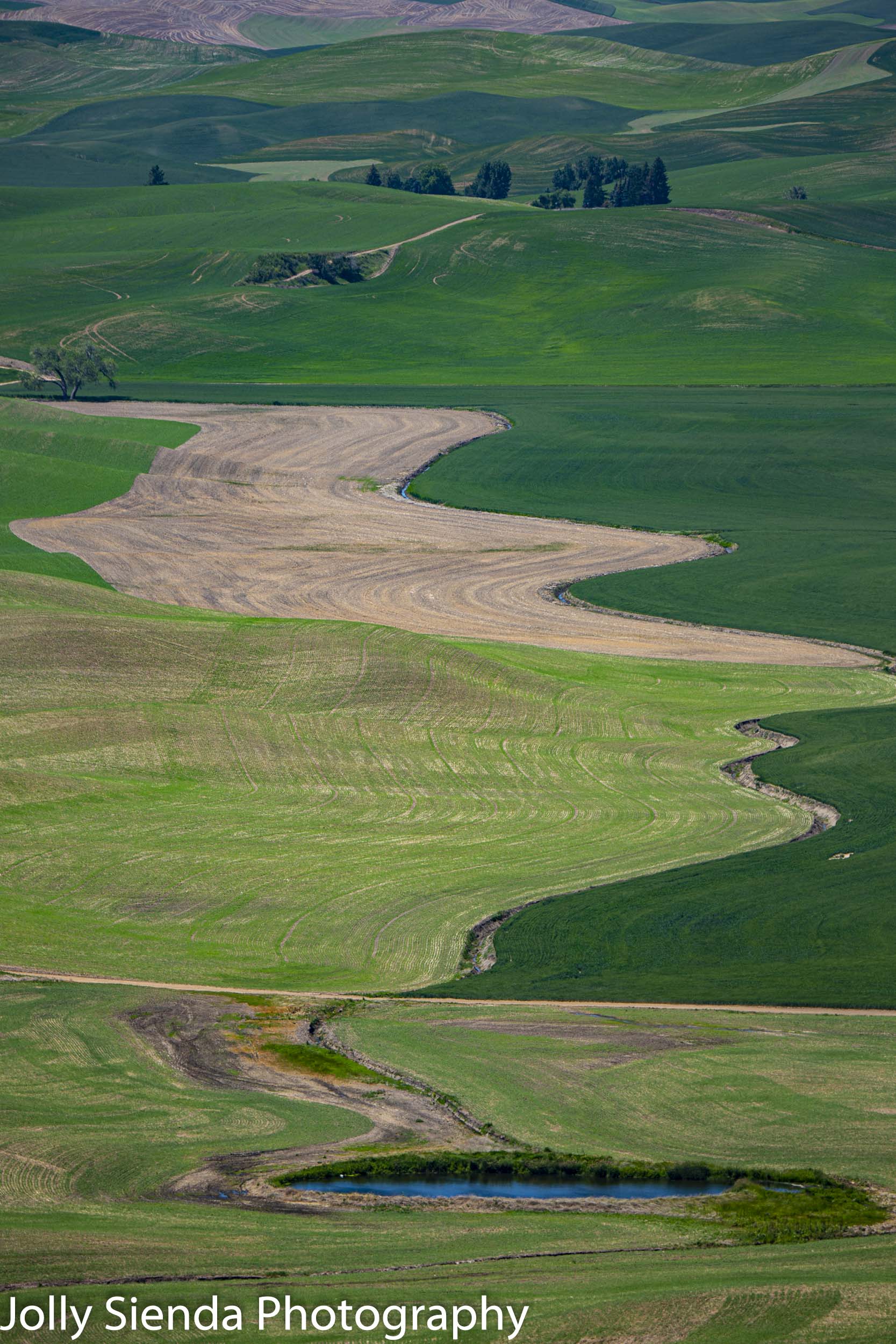 Curvy shades of green and trees dot the Palouse