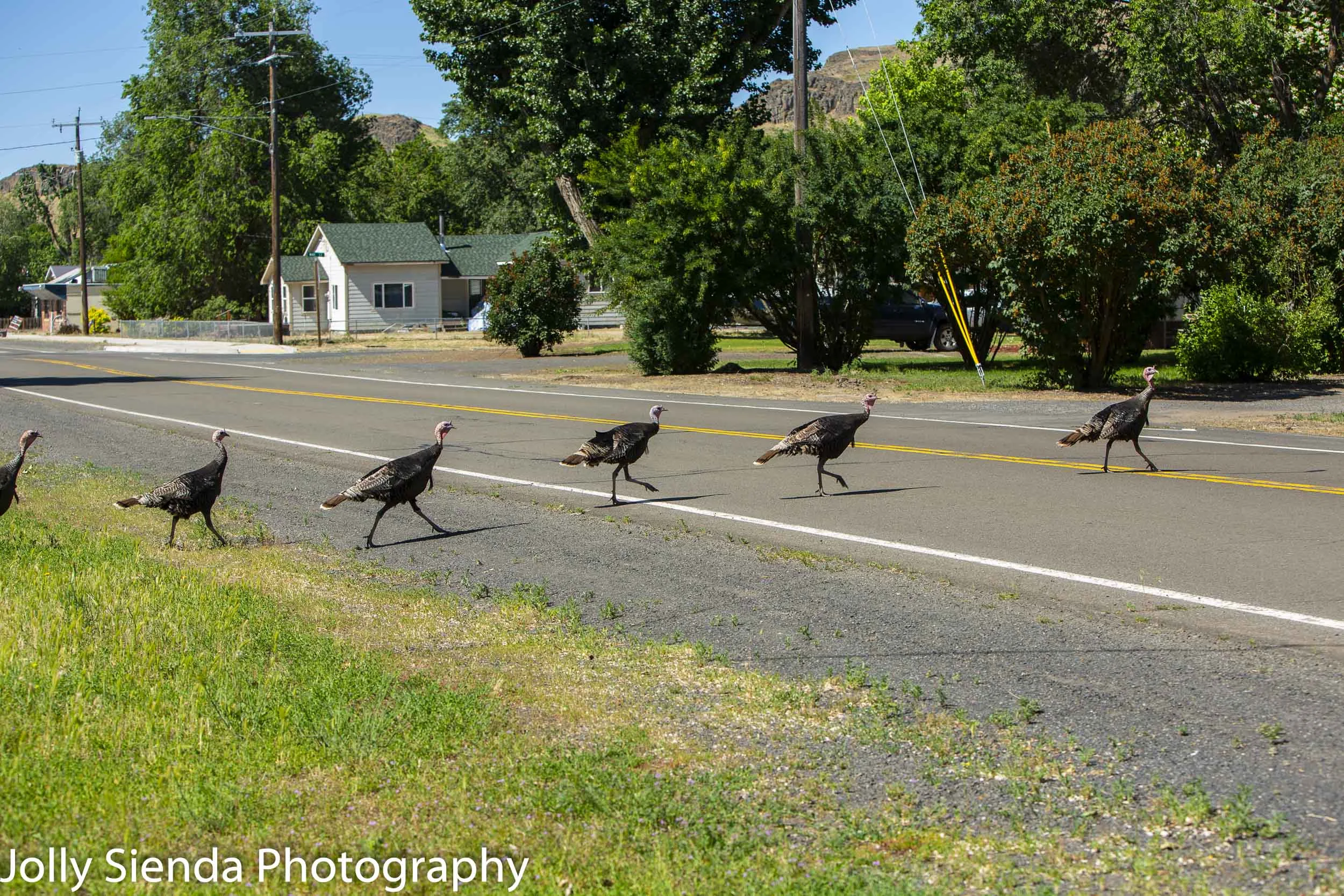 Seen any wild turkeys lately?!