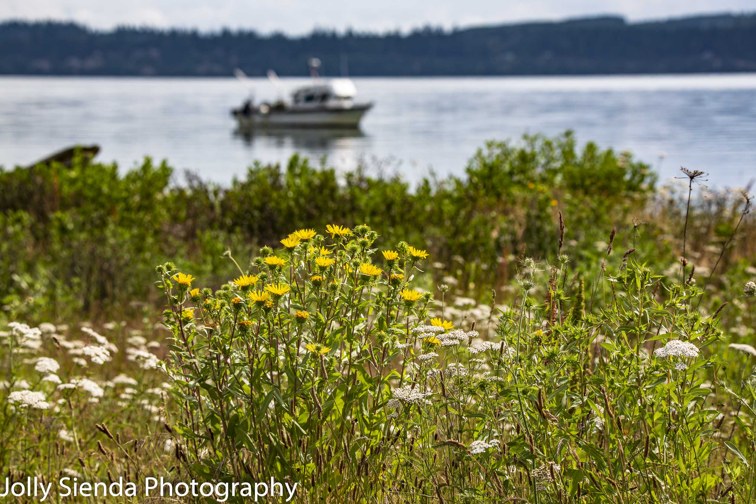 Seagrass and daisies and a fishing boat 