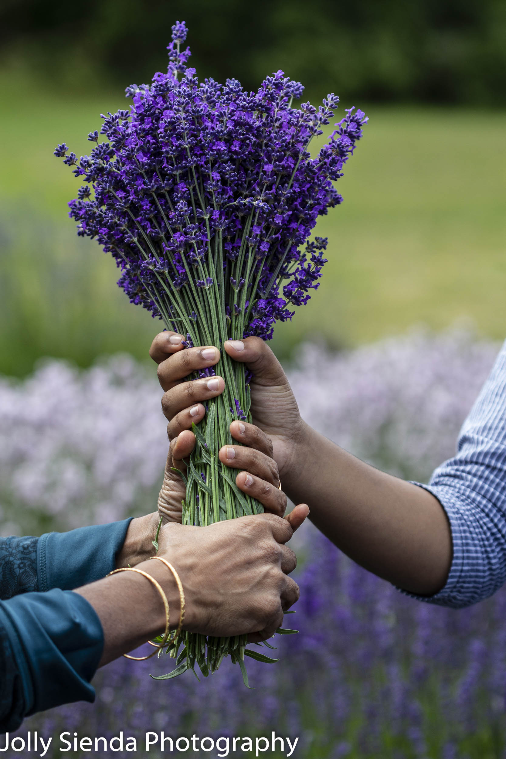 Hands hold the lavender bunch