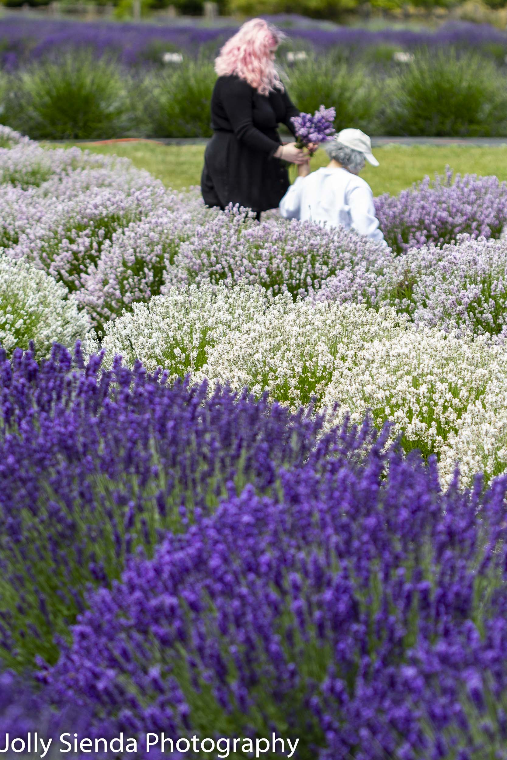 People picking lavender