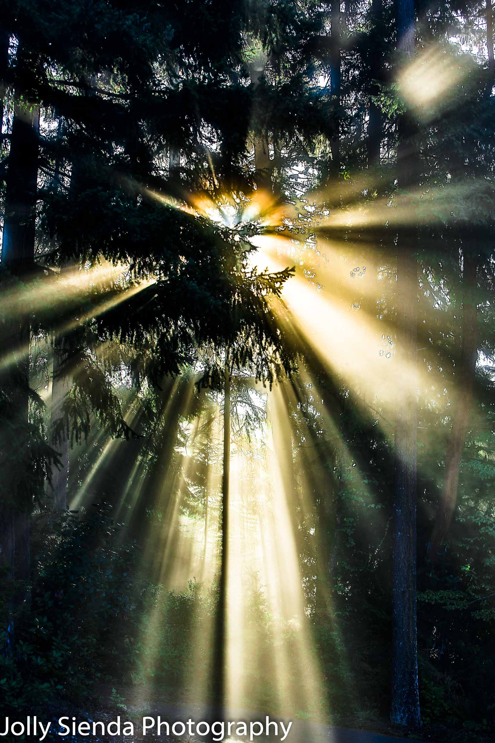 Heavinly sunlight streams through the towering Evergreen Trees 