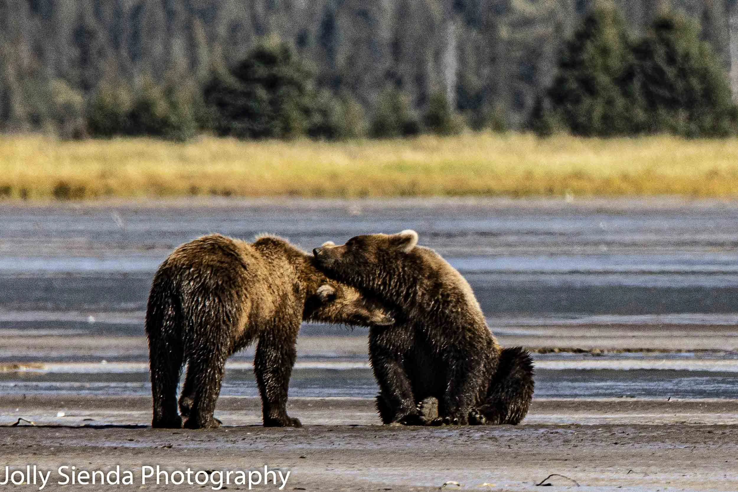 Sibling Bear Love!