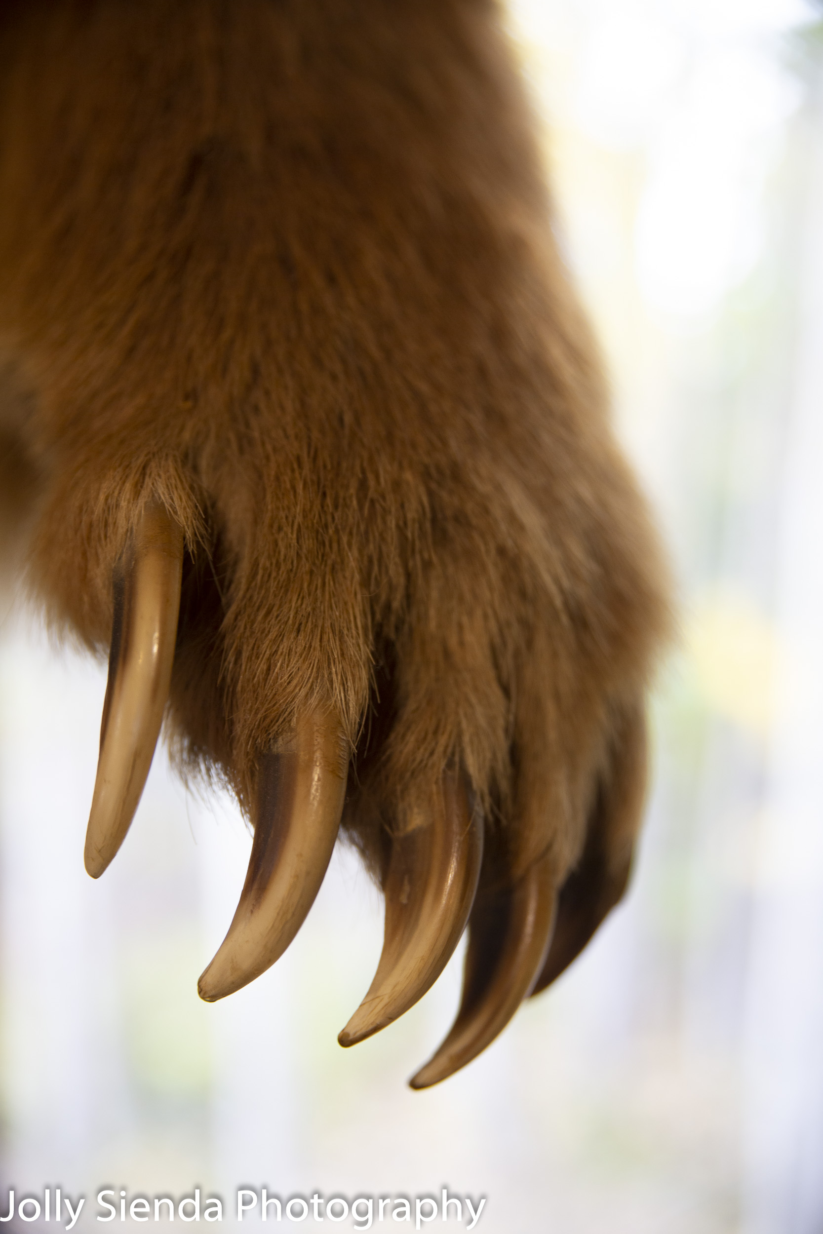 Bear claw