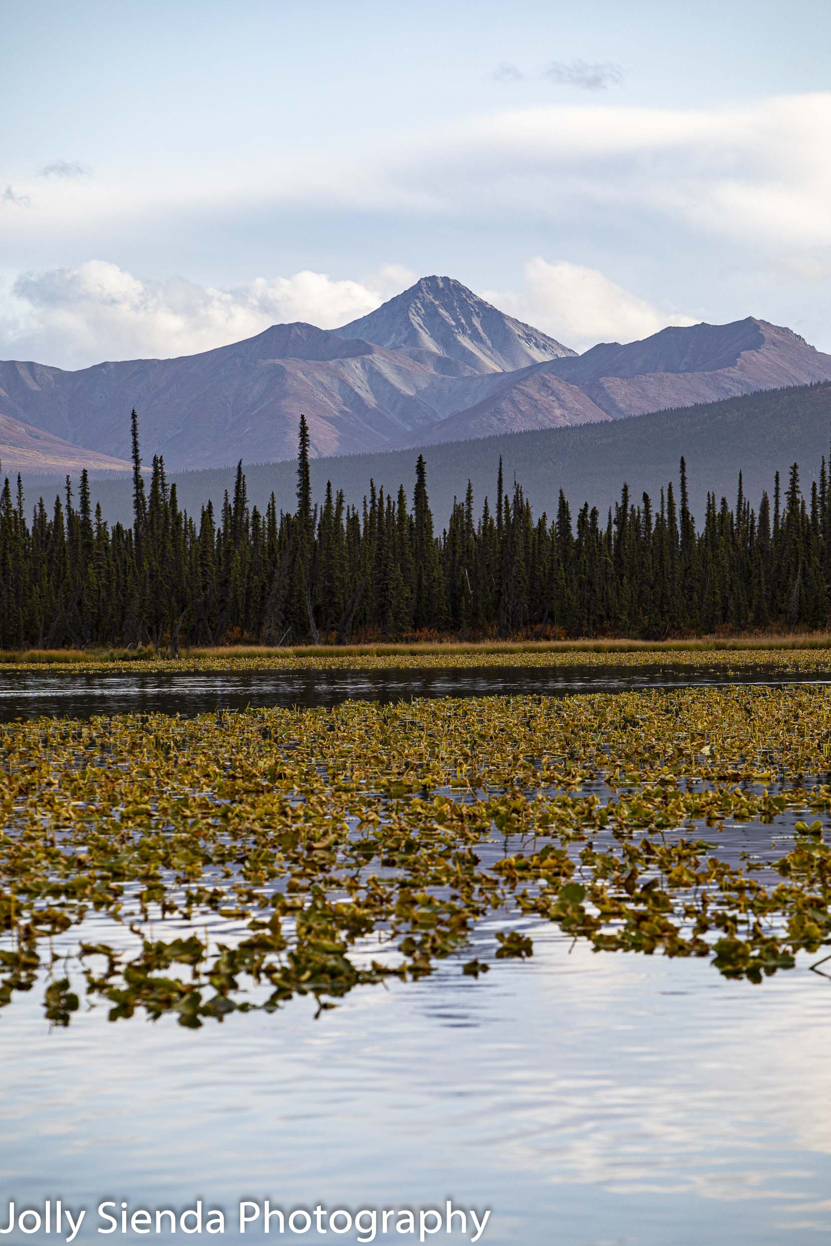 Wrangell Mountains, forest, and a autumn lily pond