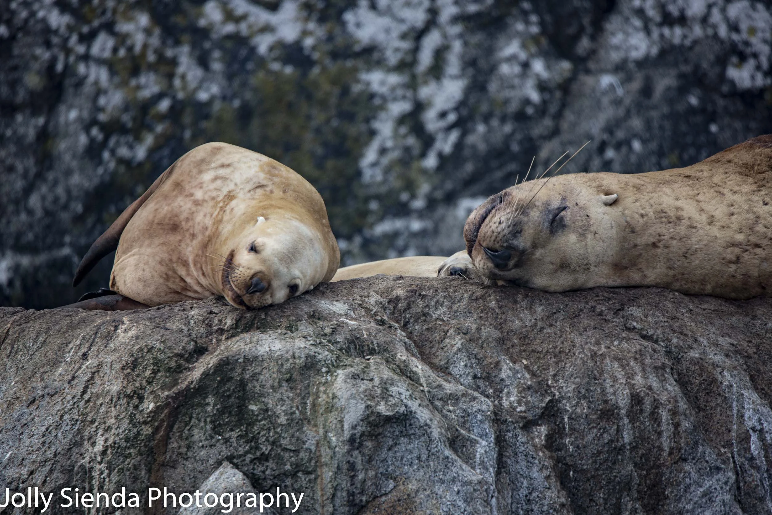 Sea lions napping; Kenai Fjords, near Seward, Alaska